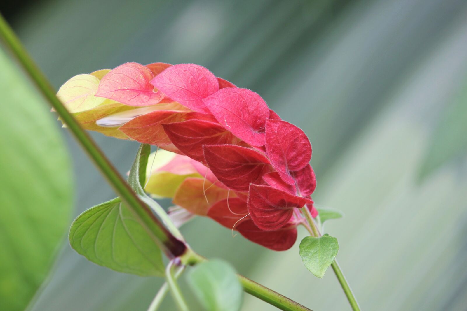 Canon EOS 550D (EOS Rebel T2i / EOS Kiss X4) sample photo. Flower, leaves, nature photography