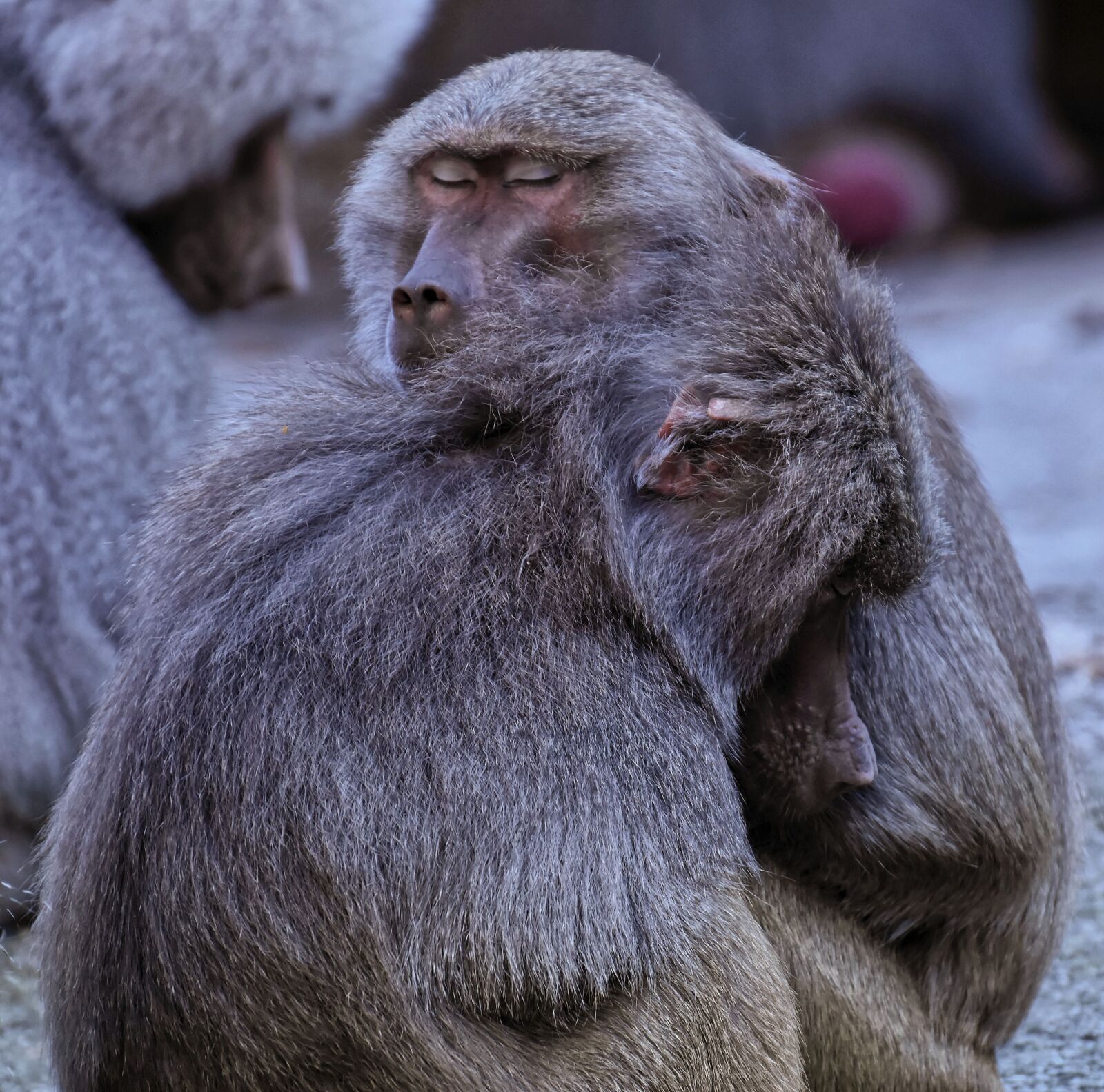 Nikon D7200 sample photo. Baboon, monkey, zoo photography