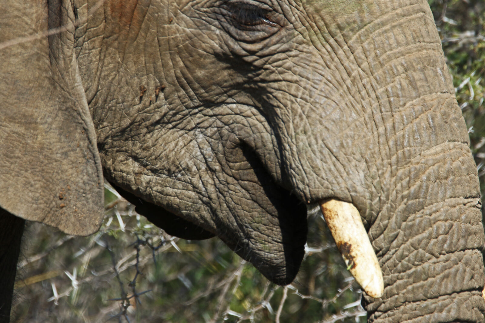 Canon EOS 7D Mark II sample photo. Africa, animal, animal, photography photography