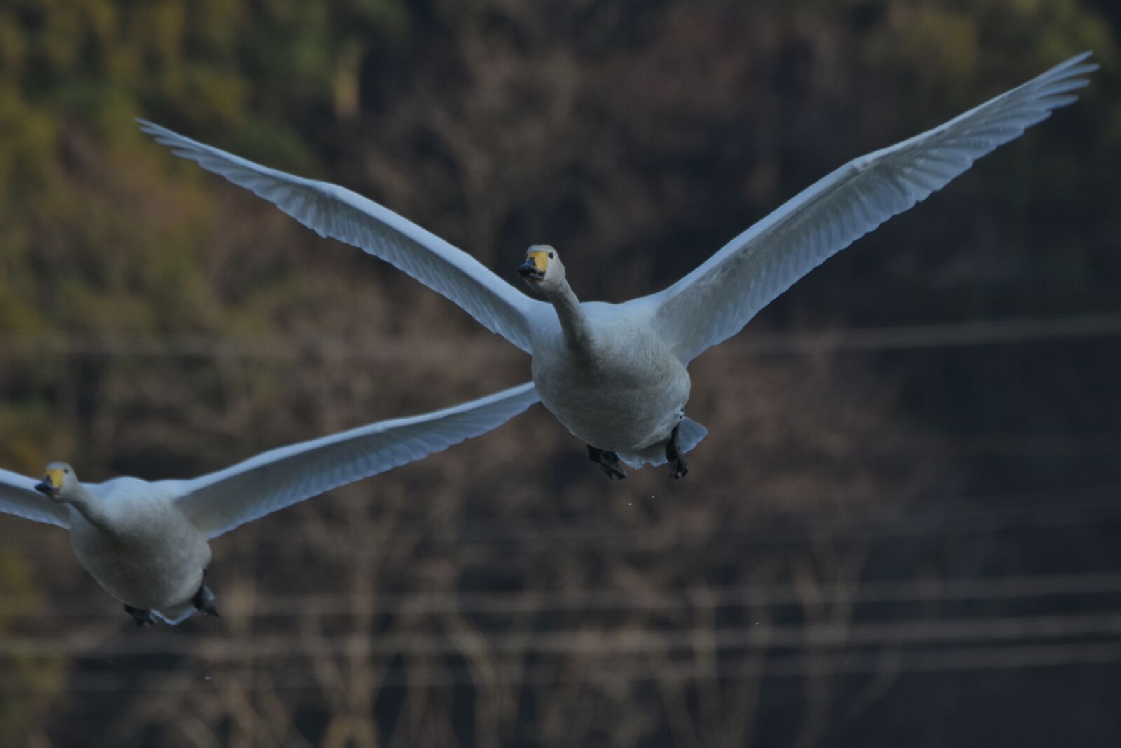 Nikon D7200 sample photo. Animal, bird, waterfowl photography