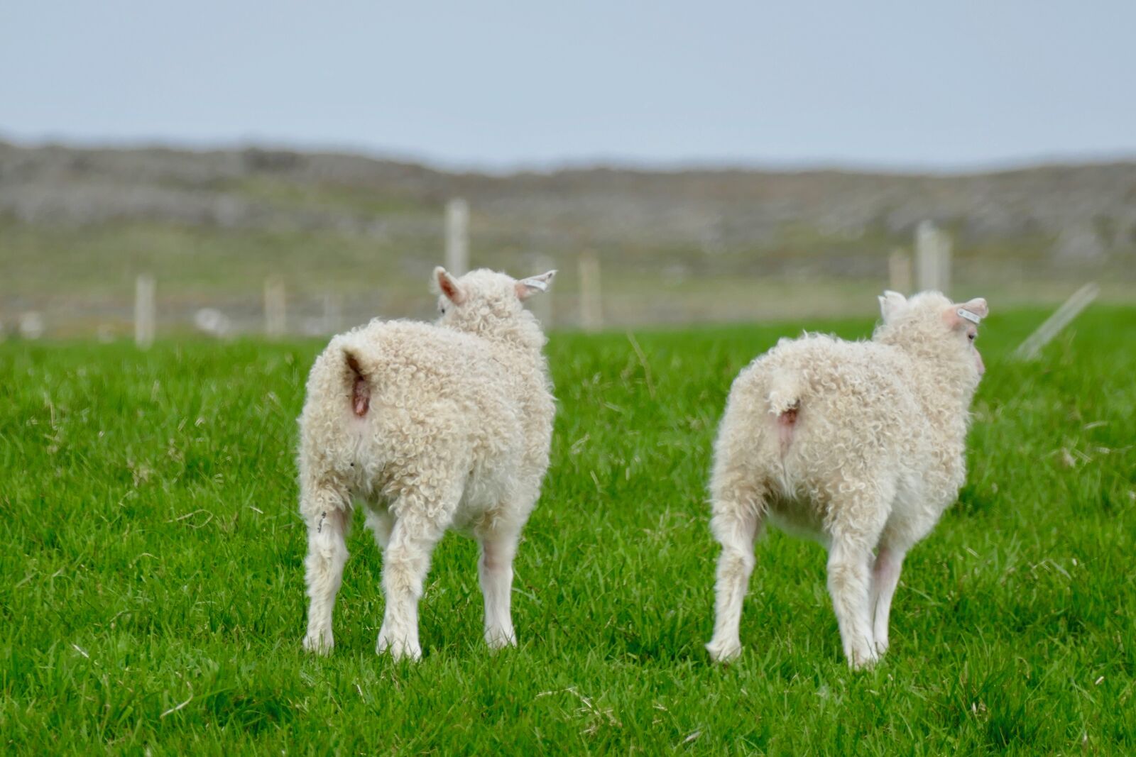 Panasonic Lumix DMC-FZ1000 sample photo. Iceland, lambs, white photography