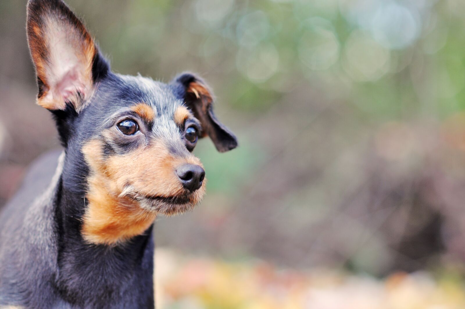 Nikon D90 sample photo. Dog, nature, puppy photography