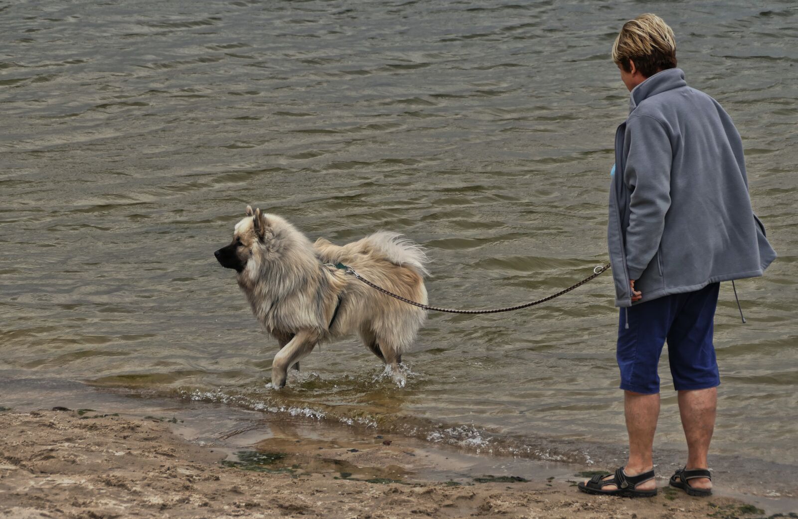 Panasonic Lumix DMC-FZ1000 sample photo. Woman, dog, eurasians photography