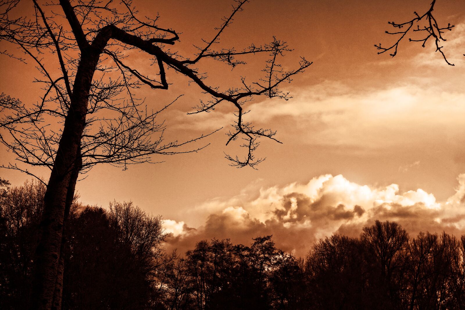 Sony Cyber-shot DSC-RX100 sample photo. Tree, branch, silhouette photography
