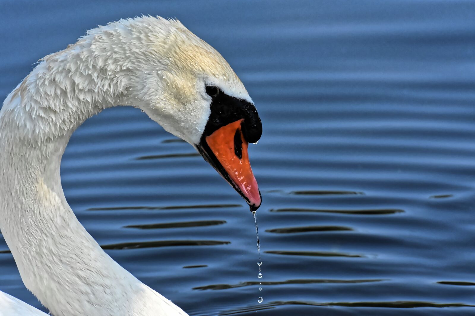 Nikon D7200 sample photo. Swan, elegant, noble photography