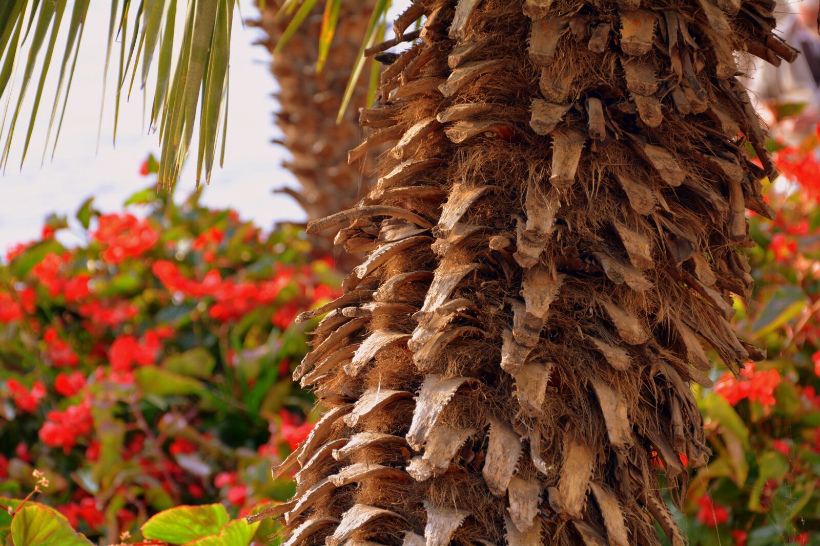 Nikon D7100 sample photo. Trunk, palma, tree photography