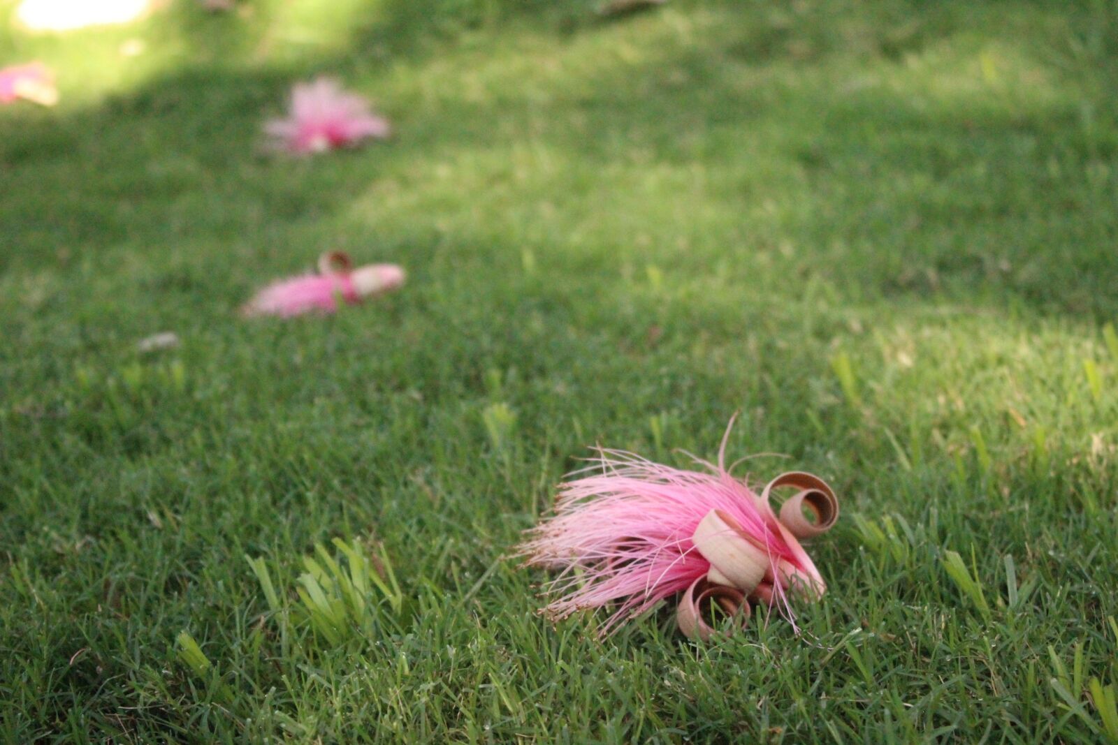 Canon EOS 600D (Rebel EOS T3i / EOS Kiss X5) sample photo. Lawn, nature, summer photography