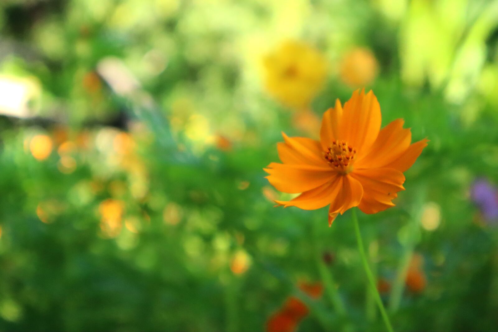 Canon EOS M50 (EOS Kiss M) sample photo. Flowers, orange cosmos flower photography