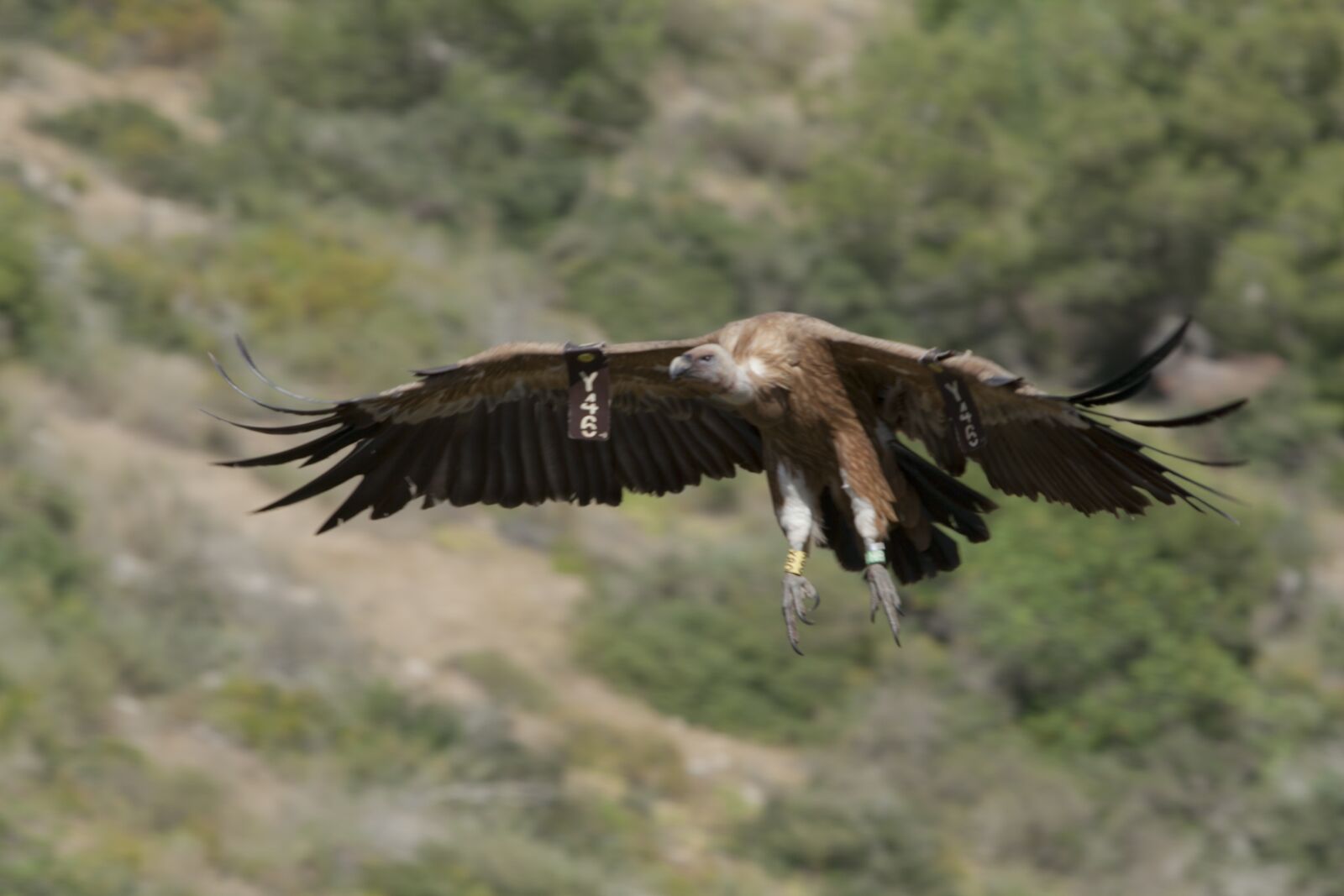 Canon EF 70-200mm F2.8L USM sample photo. Wings, fly, israel photography