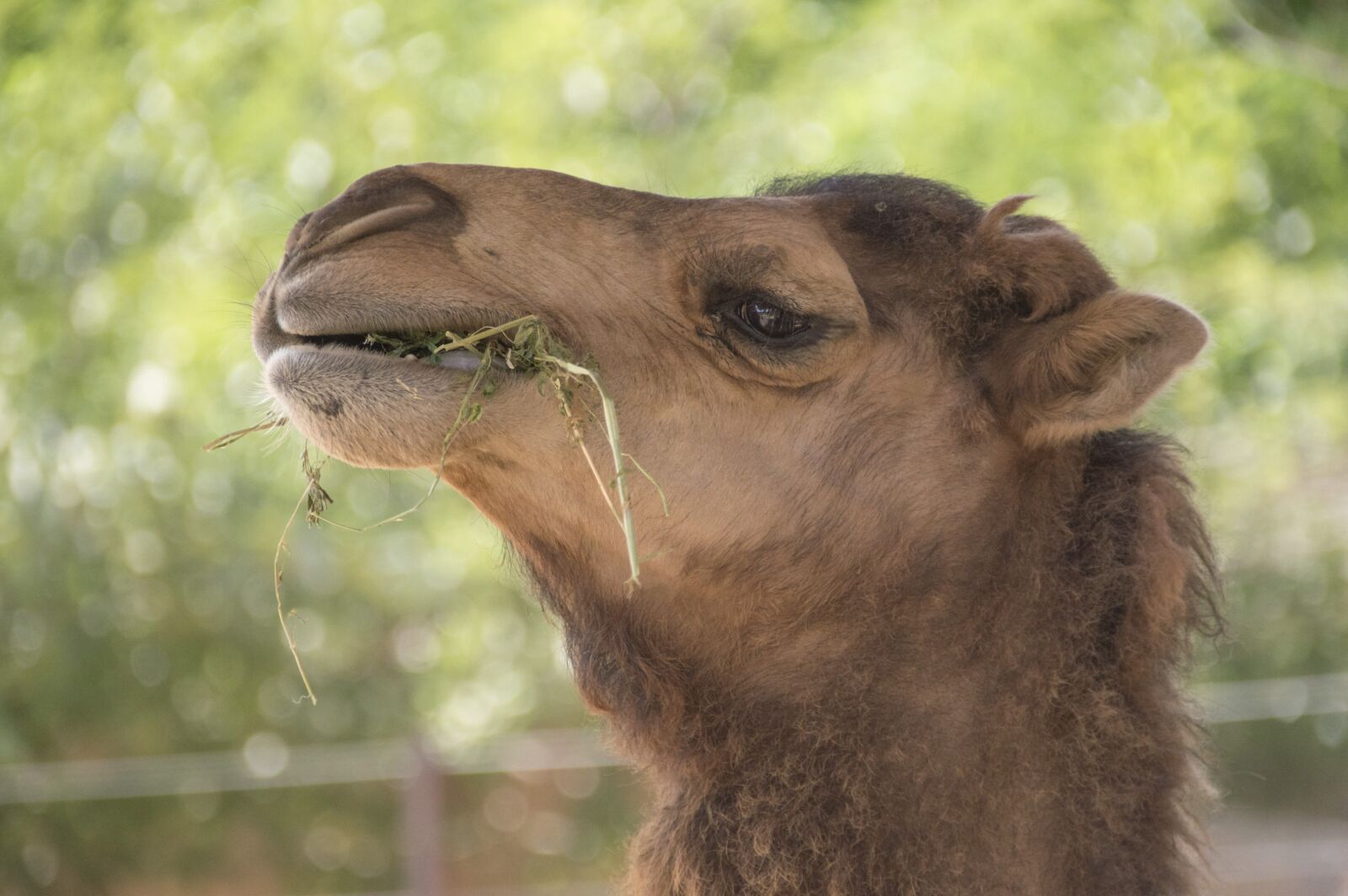 Nikon D3200 sample photo. Nature, animal, wildlife photography