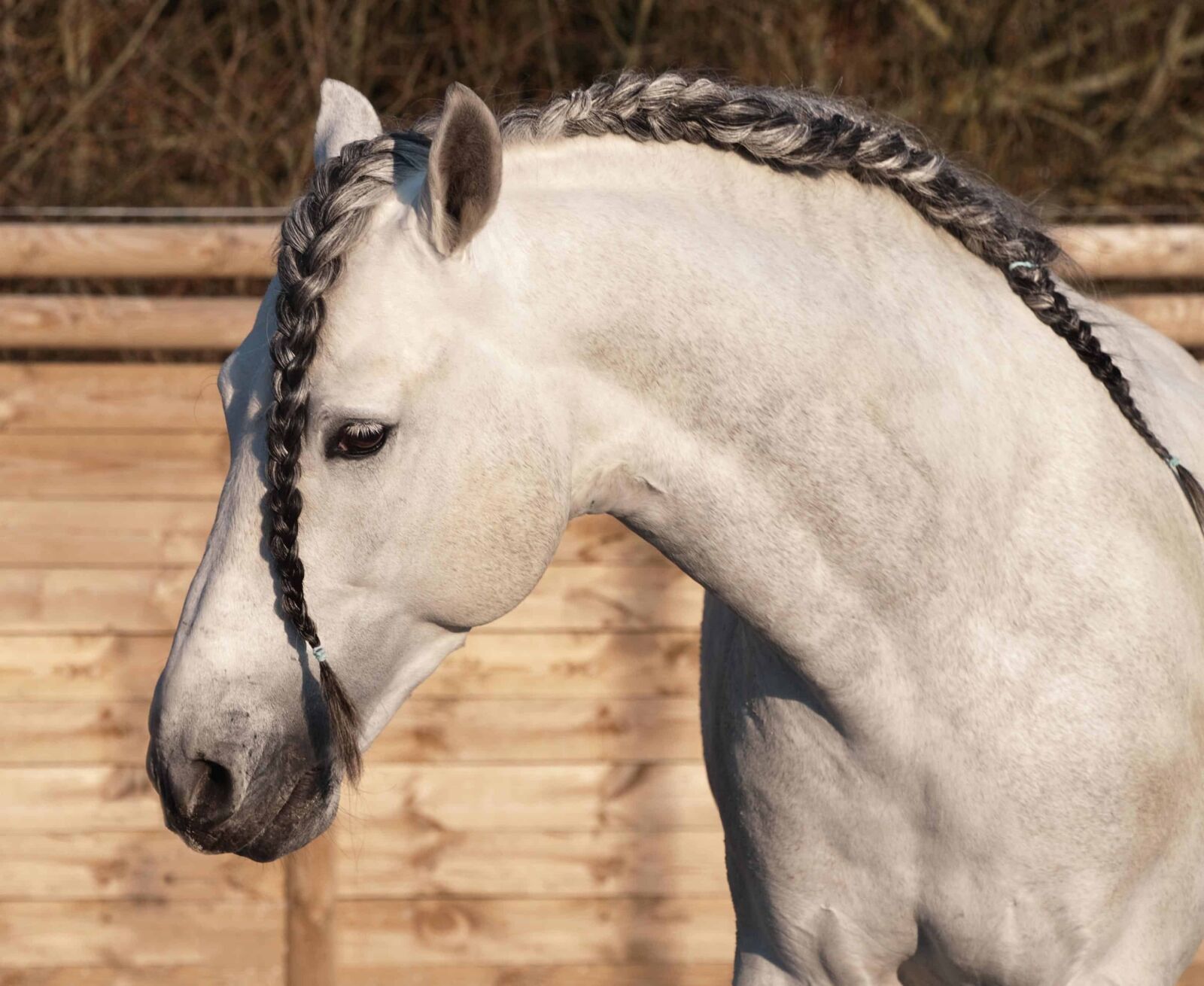 Nikon D300 sample photo. Portrait, white horse, animal photography
