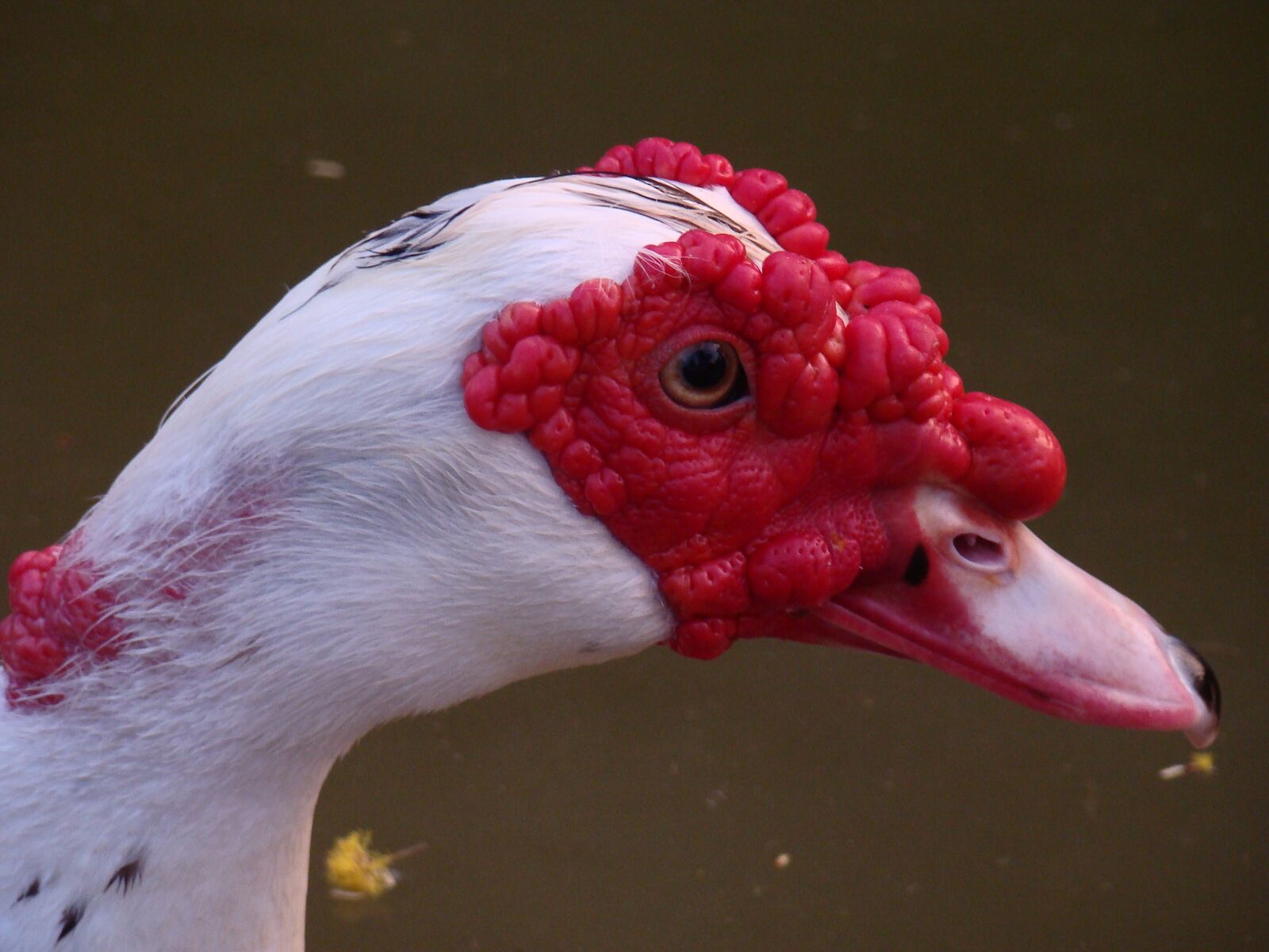 Sony DSC-H7 sample photo. Muscovy duck, nature, braids photography