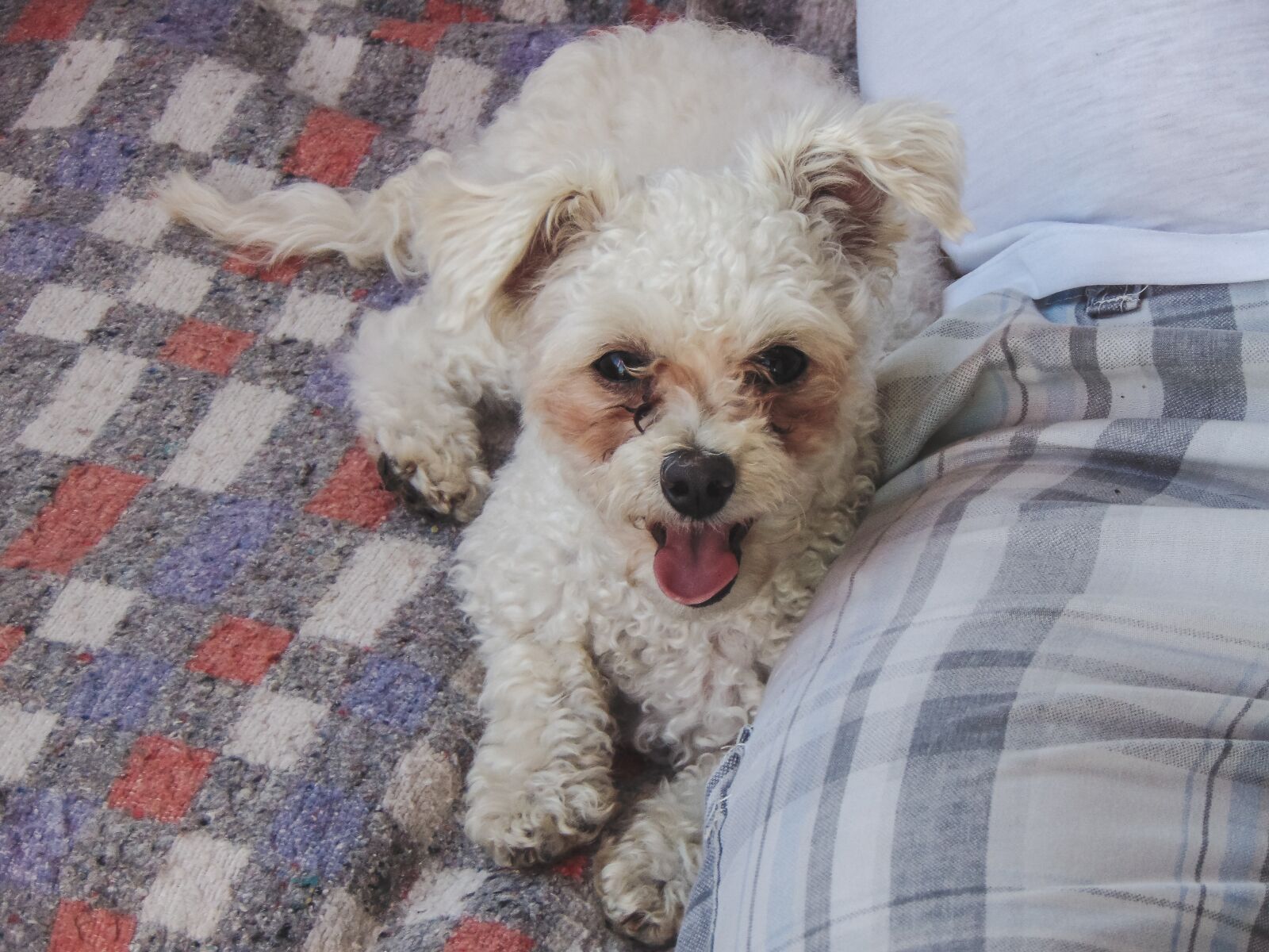Sony Cyber-shot DSC-H300 sample photo. Poodle toy, poodle, dog photography
