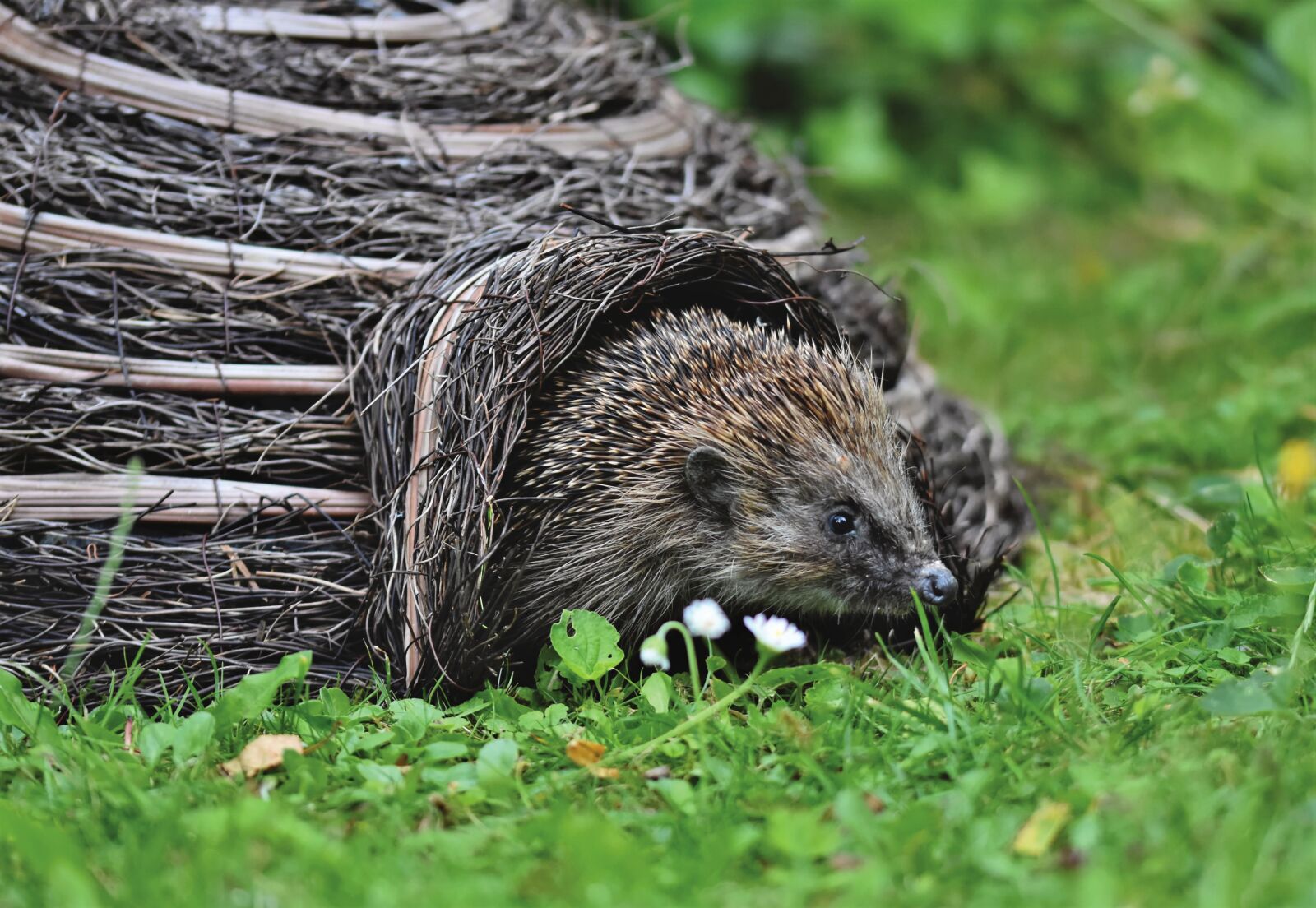 Nikon D7200 sample photo. Hedgehog, spur, hannah photography
