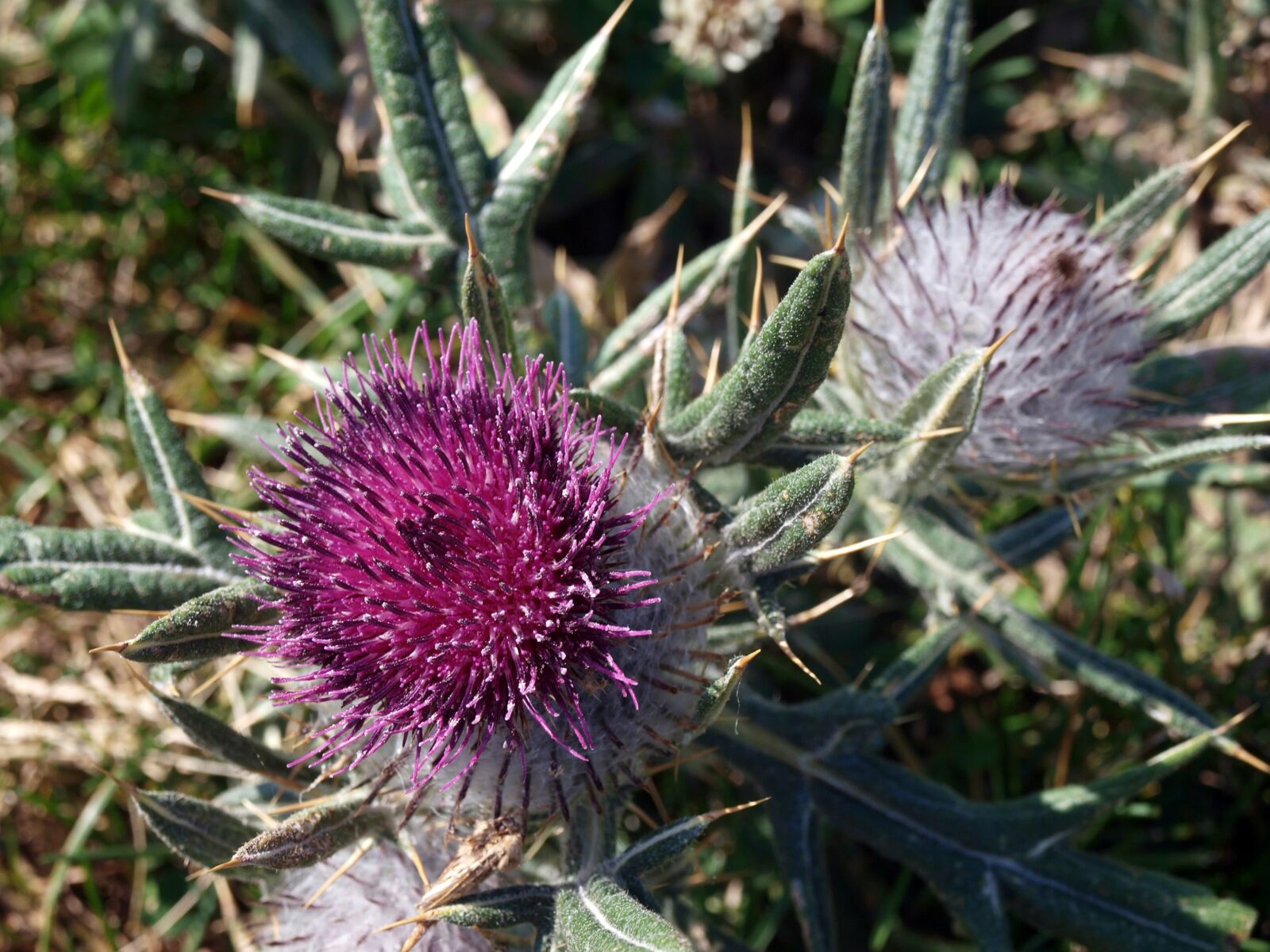 Olympus E-420 (EVOLT E-420) sample photo. Thistle, wild flower, nature photography