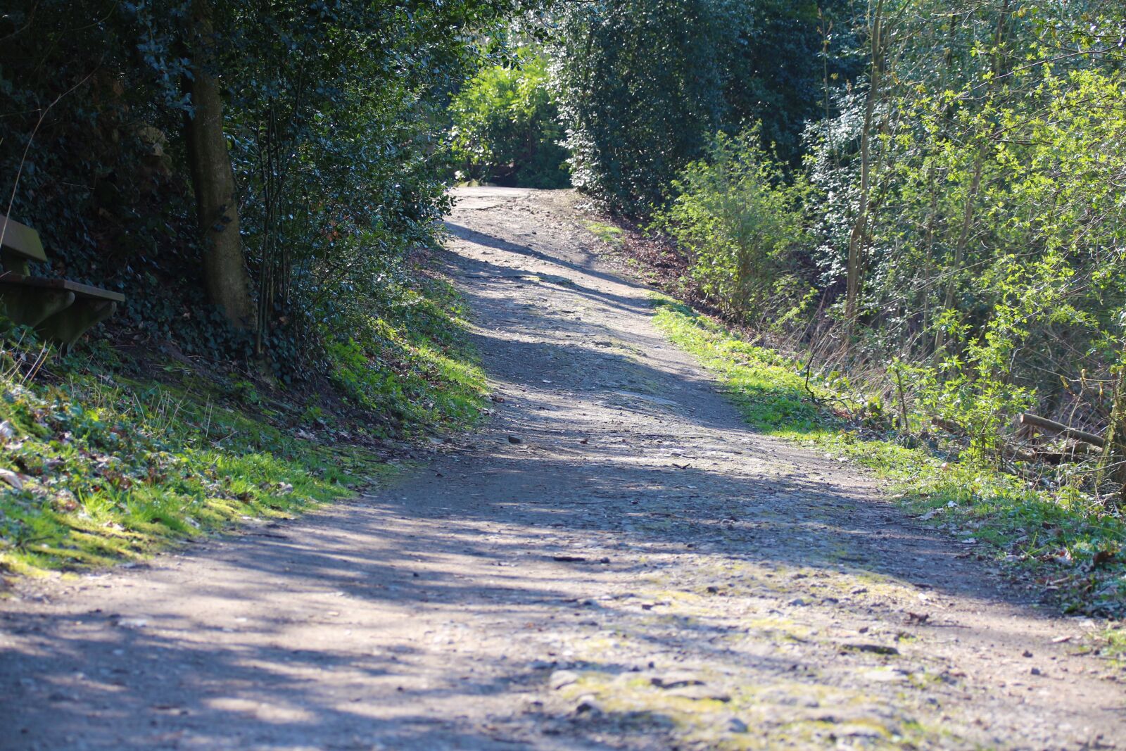 Canon EOS 700D (EOS Rebel T5i / EOS Kiss X7i) sample photo. Away, forest, nature photography