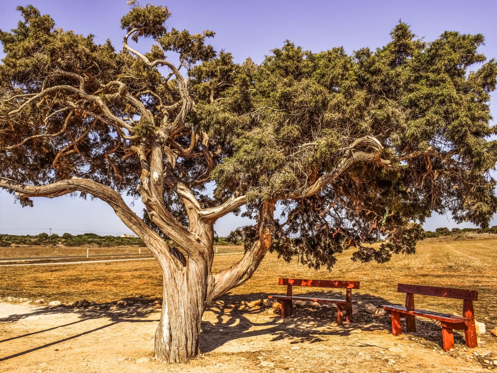 Nikon D3300 sample photo. Cyprus, cavo greko, tree photography