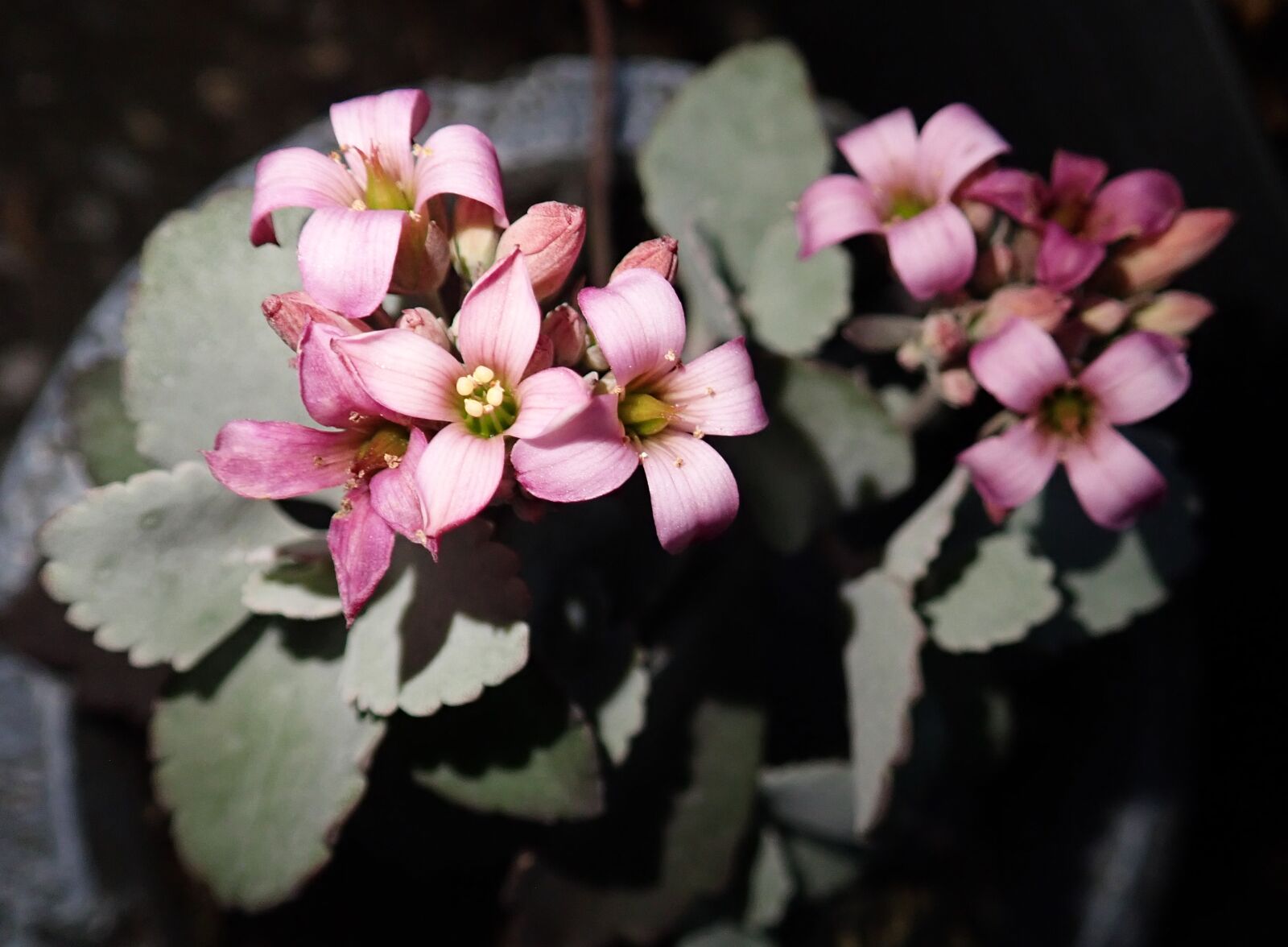 Olympus TG-5 sample photo. Flower, pink, succulent photography