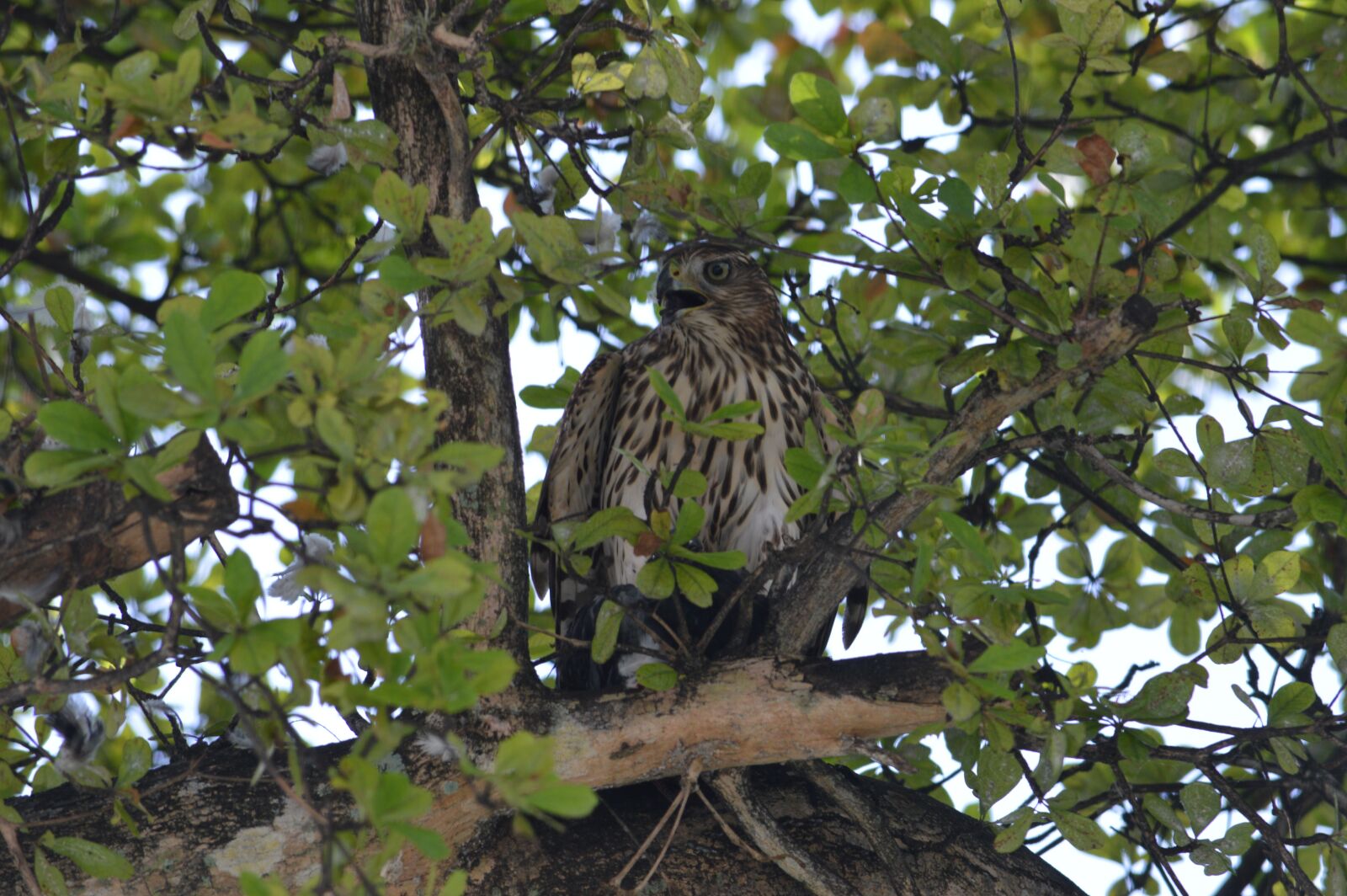 Nikon D3200 sample photo. South florida hawk, bird photography