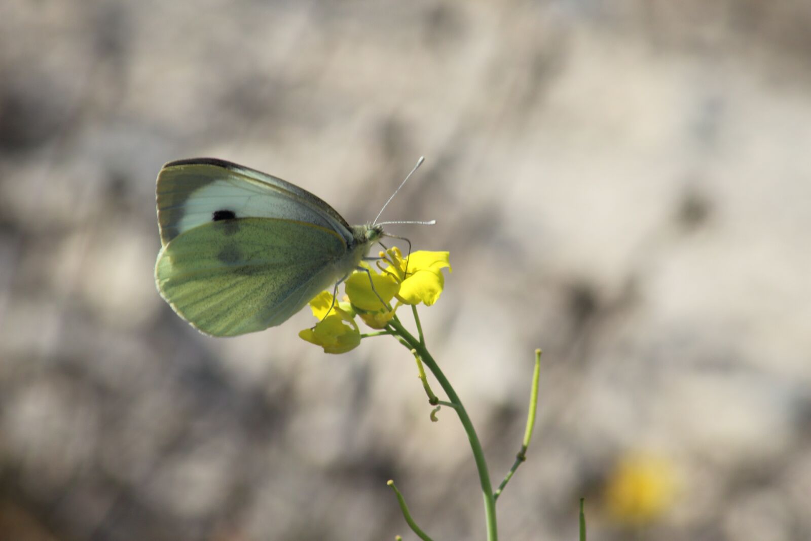 Canon EOS 1200D (EOS Rebel T5 / EOS Kiss X70 / EOS Hi) sample photo. Nature, insect, butterfly photography