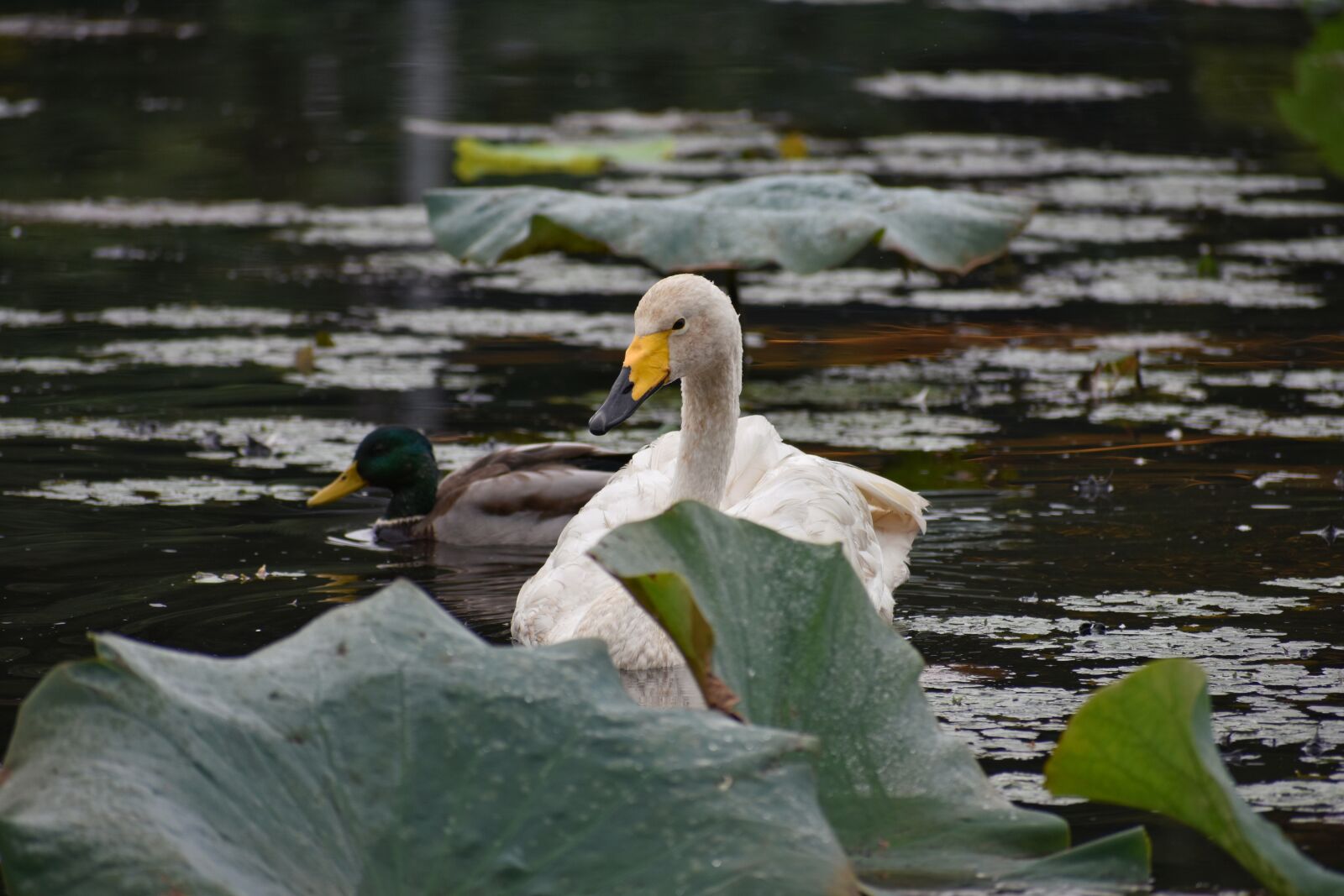 Nikon D7200 sample photo. Animal, lake, waterside photography