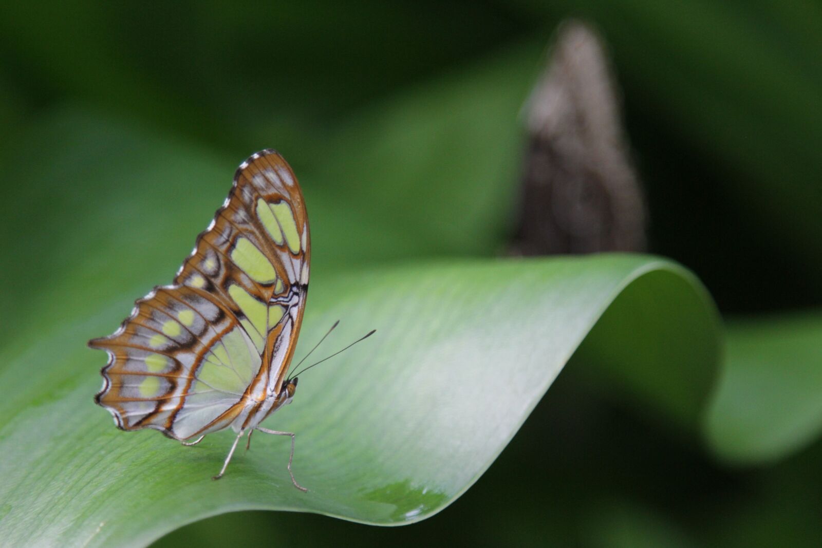 Canon EOS 7D sample photo. Butterfly, wings, insect photography
