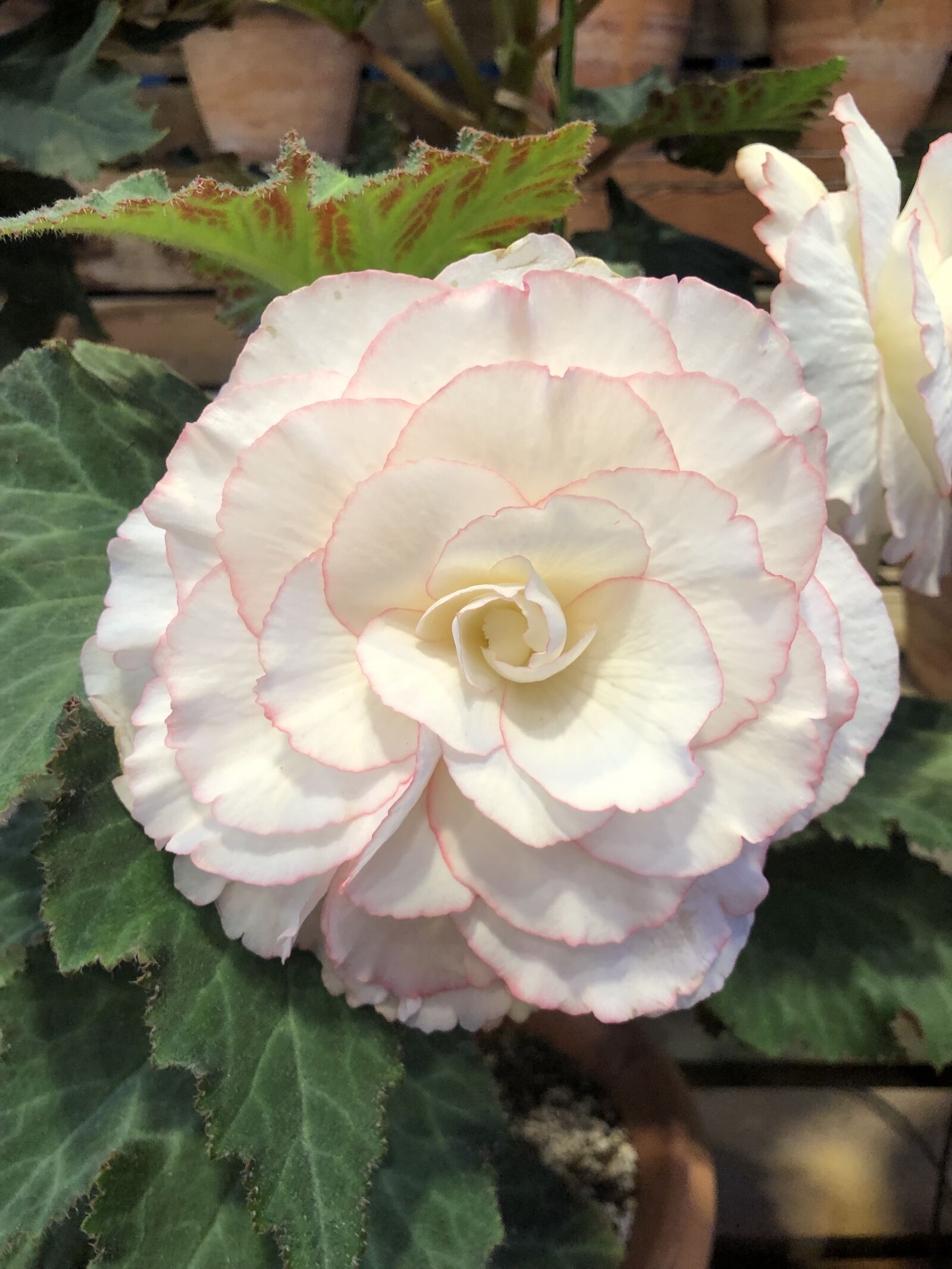 iPhone X back dual camera 4mm f/1.8 sample photo. Begonia, flower, bloom photography
