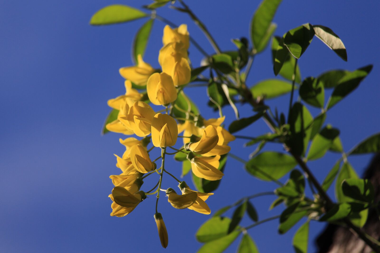 Canon EOS 700D (EOS Rebel T5i / EOS Kiss X7i) sample photo. Laburnum, spring, yellow photography
