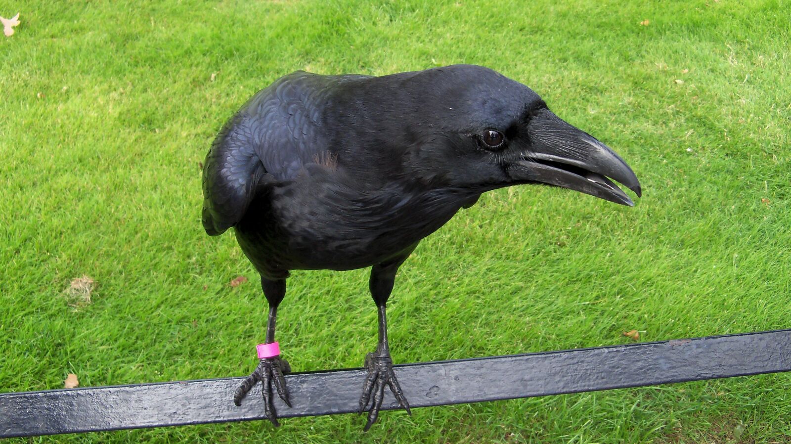 Kodak EasyShare Z915 sample photo. Crow, raptors, birds photography