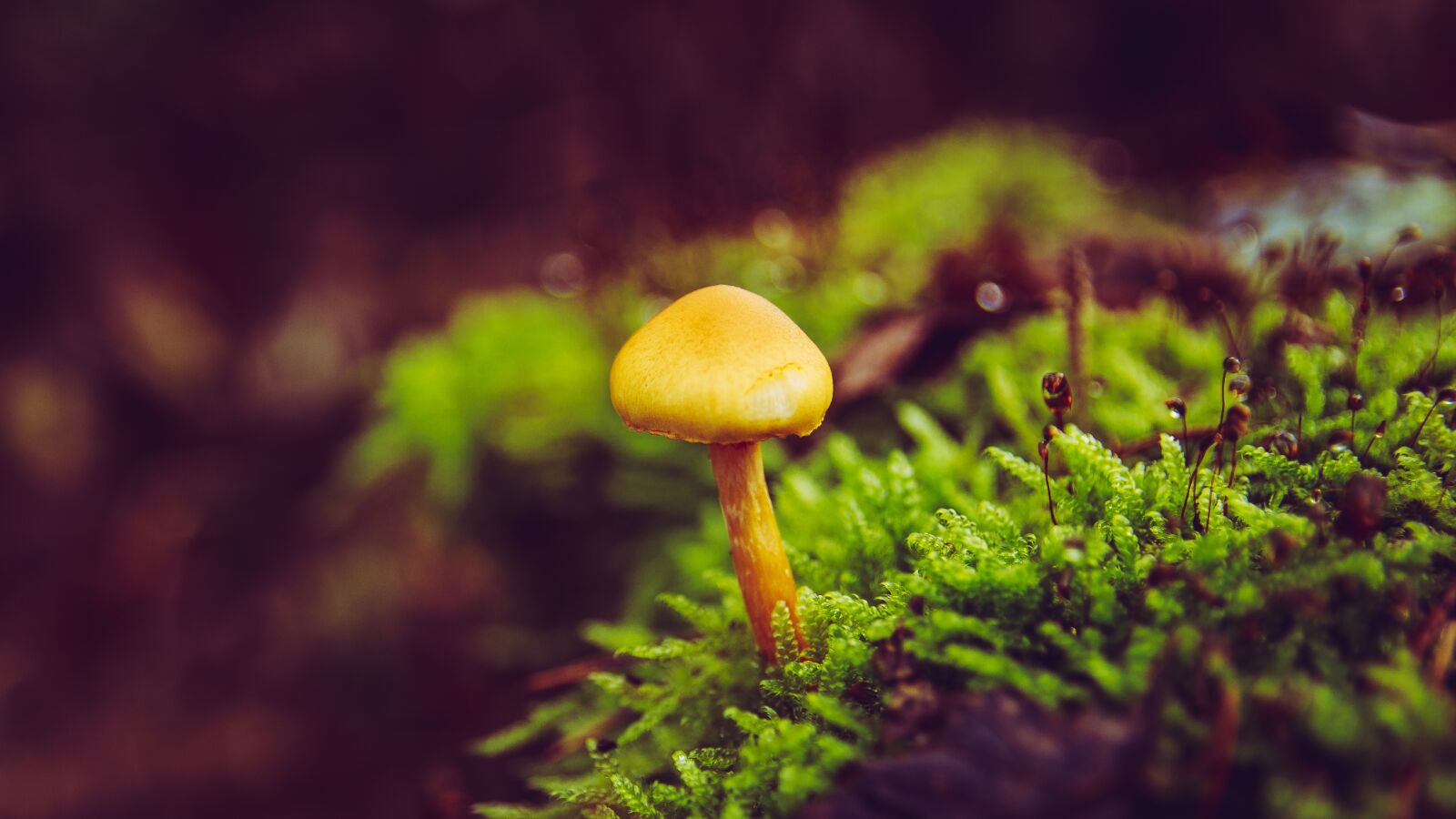 Canon EOS 650D (EOS Rebel T4i / EOS Kiss X6i) sample photo. Mushroom, tiny, macro photography