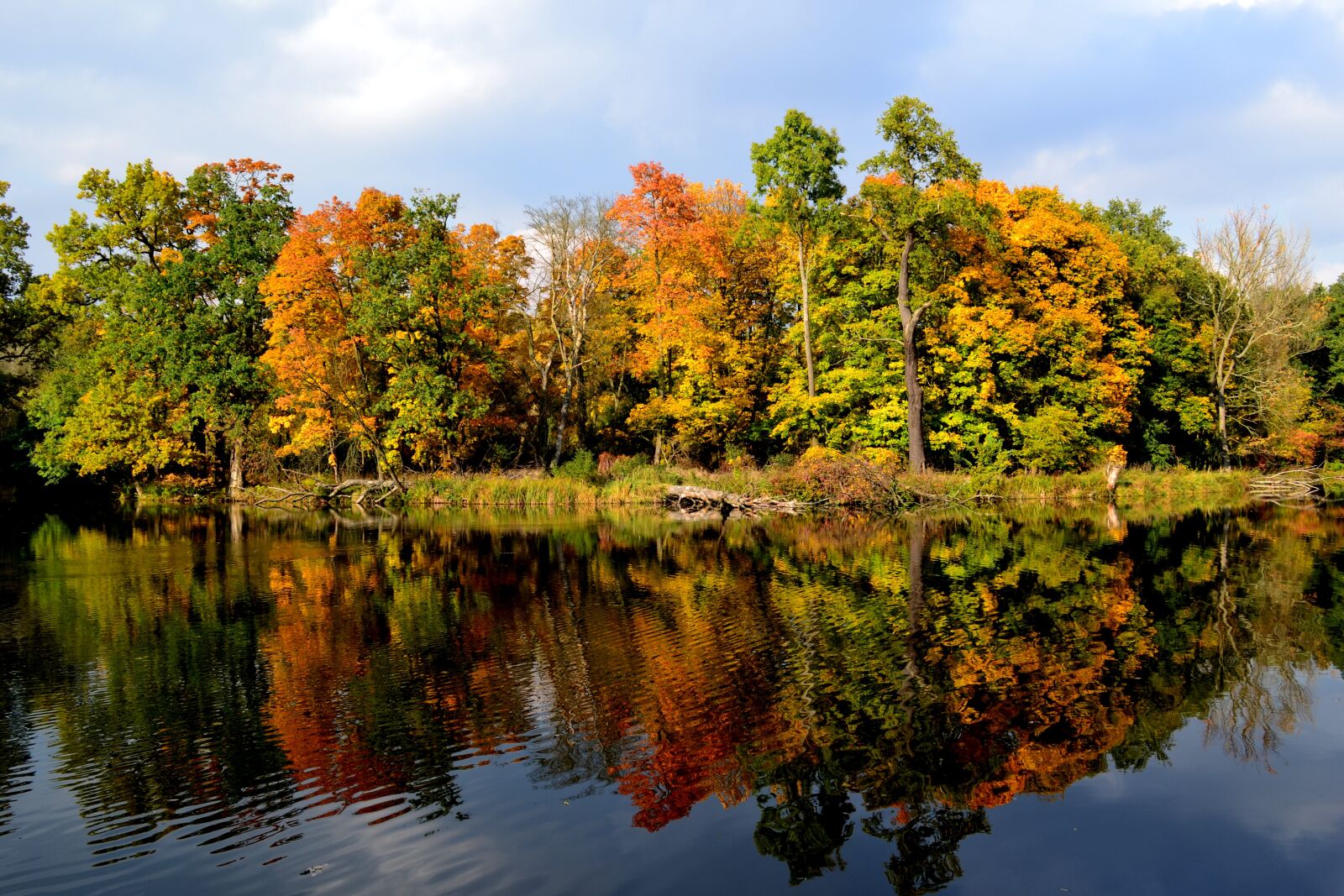 Nikon D3100 sample photo. Autumn, color, foliage photography