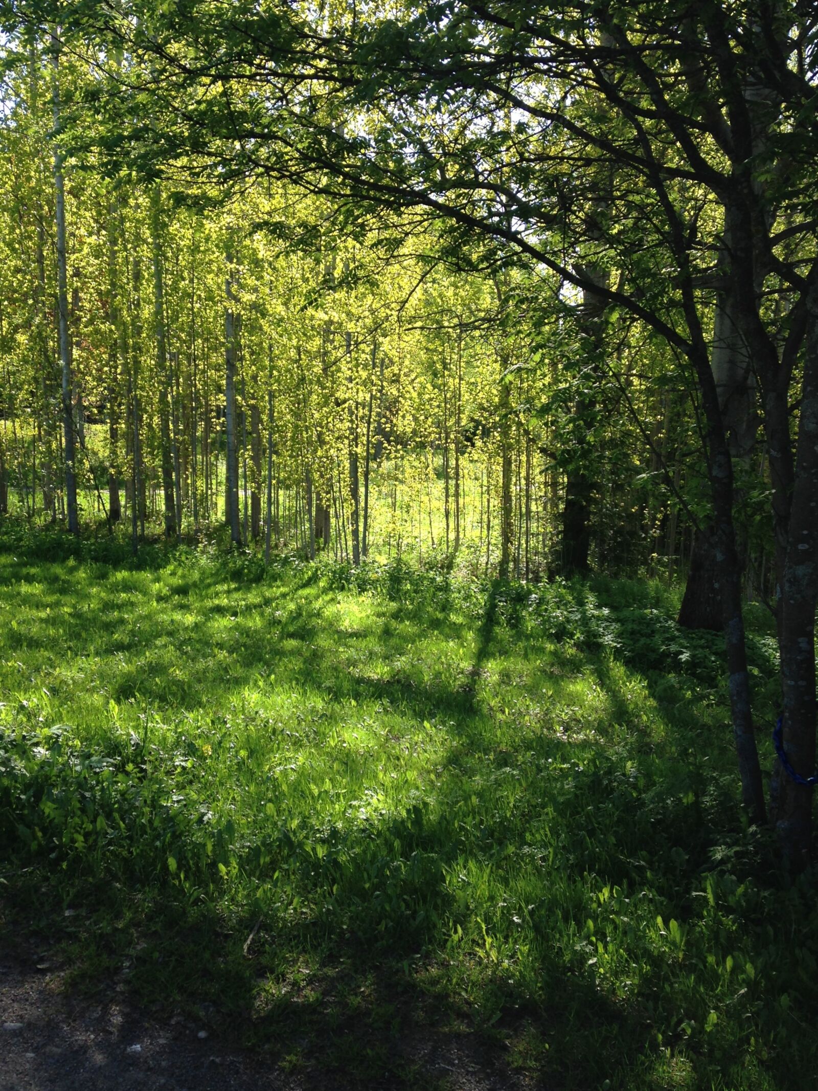 iPhone 5 back camera 4.12mm f/2.4 sample photo. Spring, green, birch photography