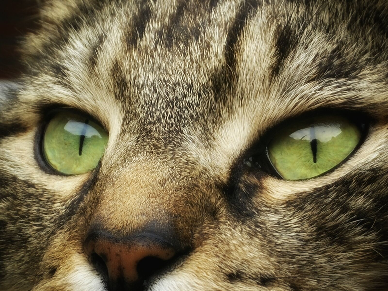 OPPO Find7 sample photo. Cat, cats, pet photography