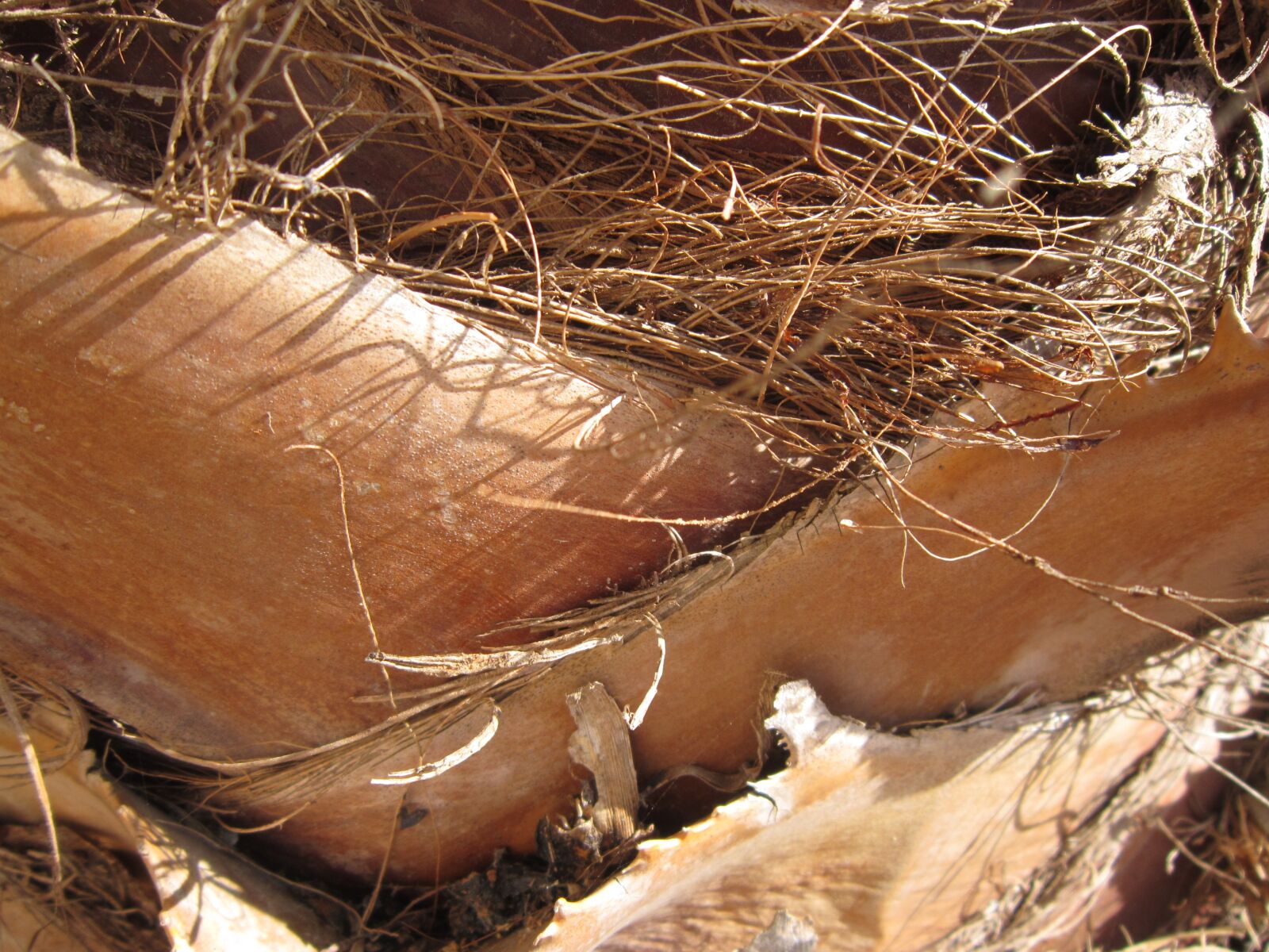 Canon PowerShot A3200 IS sample photo. Close up, palm, wood photography