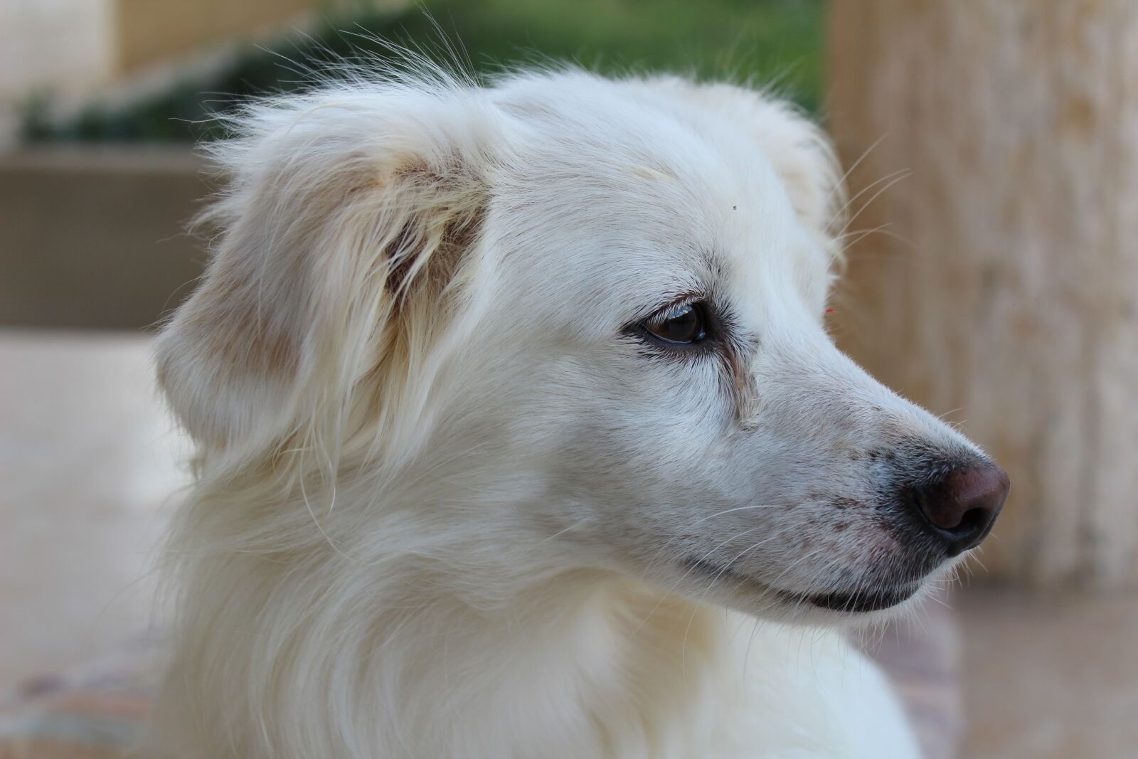 Canon EOS 1200D (EOS Rebel T5 / EOS Kiss X70 / EOS Hi) sample photo. Dog, animal, puppy photography