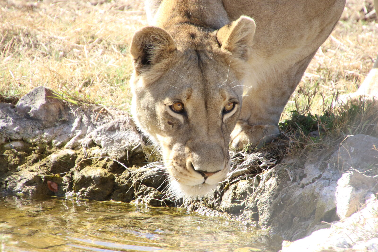 Canon EOS 7D Mark II sample photo. Animal, animals, barbaric, big photography
