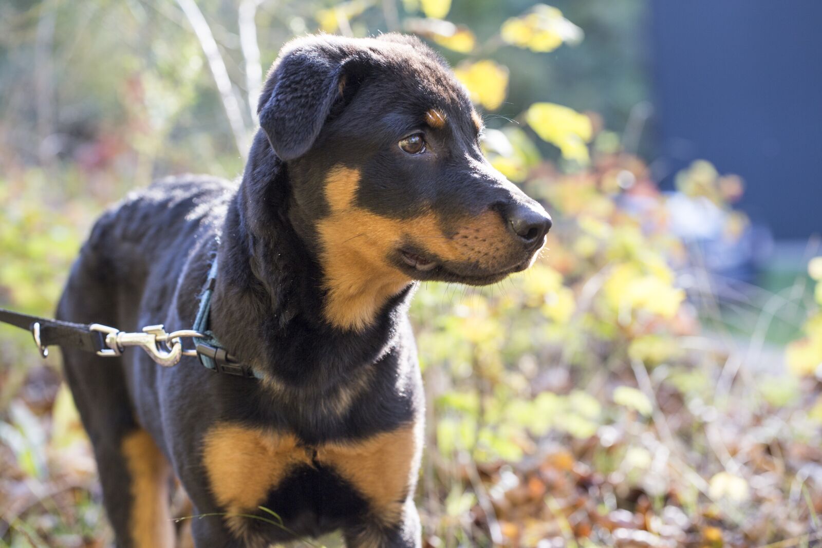 Canon EF 100mm F2.8L Macro IS USM sample photo. Rottweiler, dog, pet photography