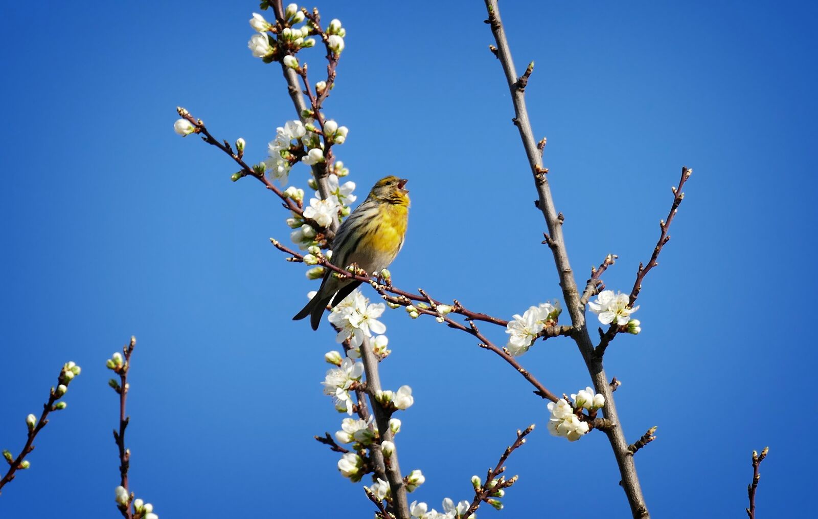 Panasonic Lumix DMC-FZ1000 sample photo. Songbird, flowers, spring photography
