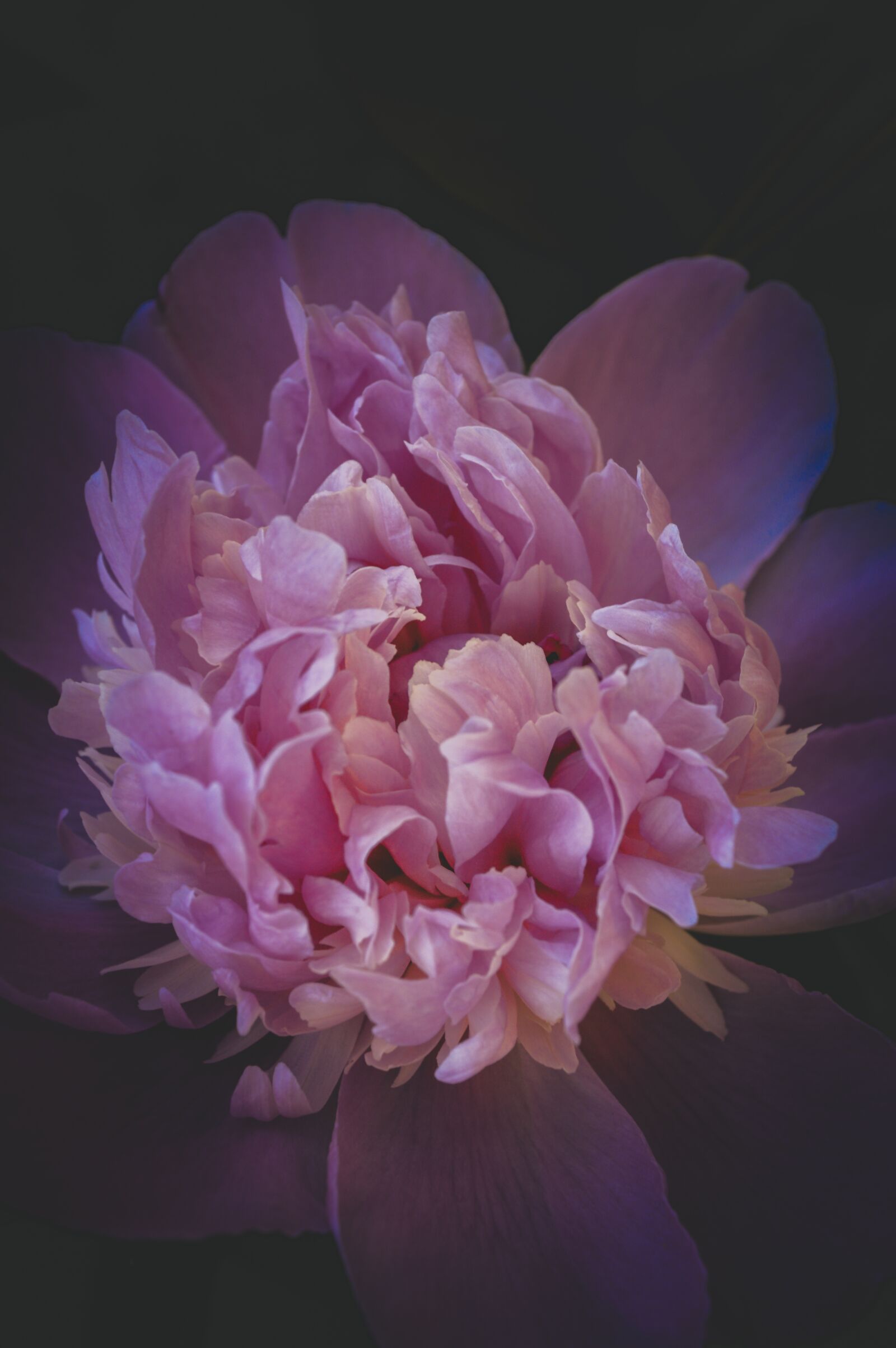 Nikon D3200 sample photo. Peony, flower, gloomy photography