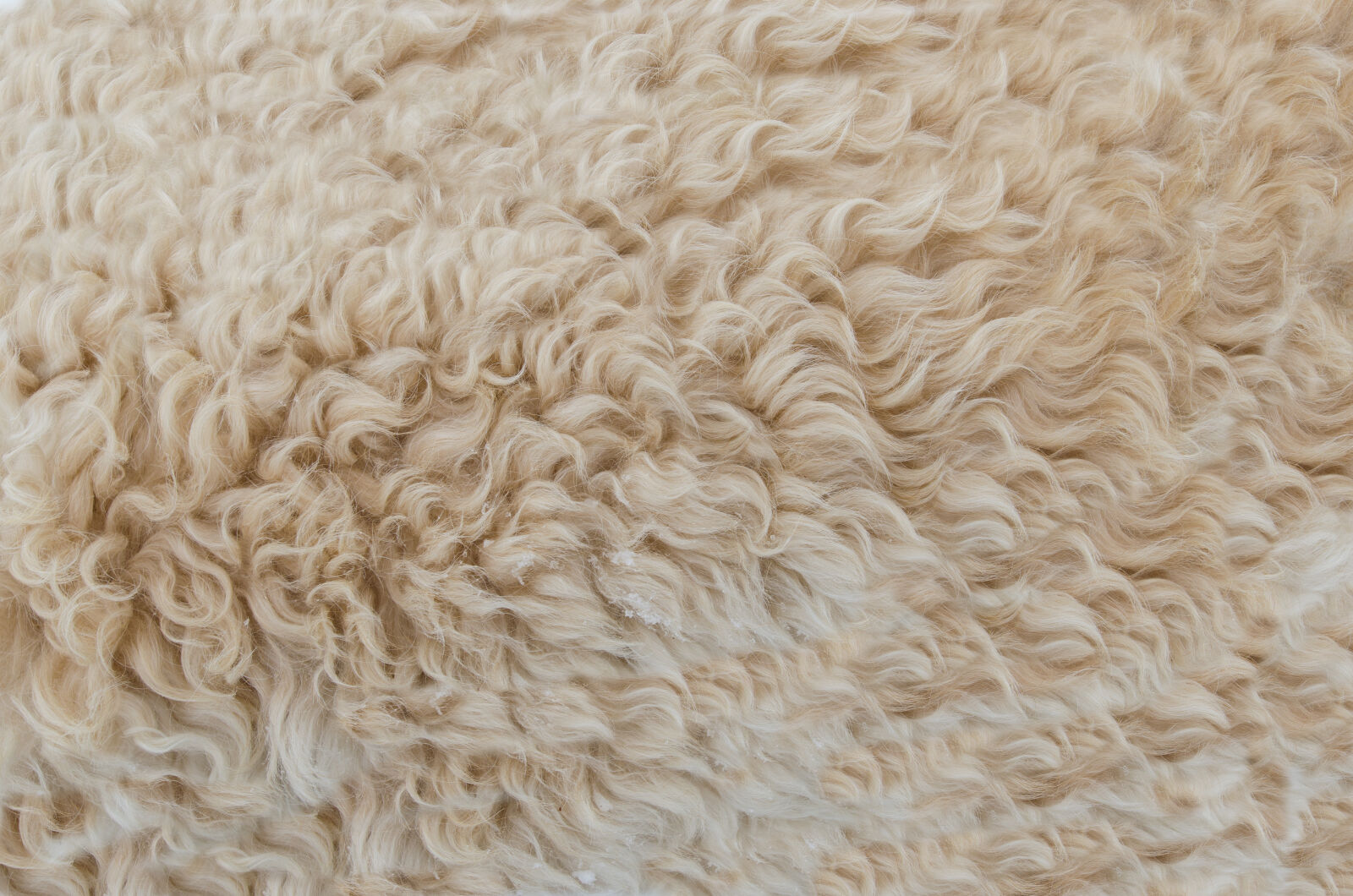 Nikon D5100 sample photo. Background, beige, brown, close photography
