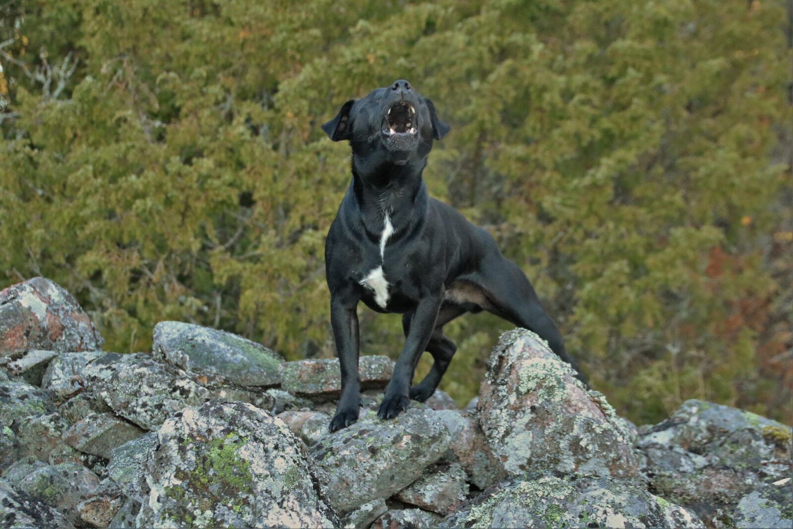 Canon EOS 750D (EOS Rebel T6i / EOS Kiss X8i) sample photo. Patterdaleterrier, terrier, dog photography