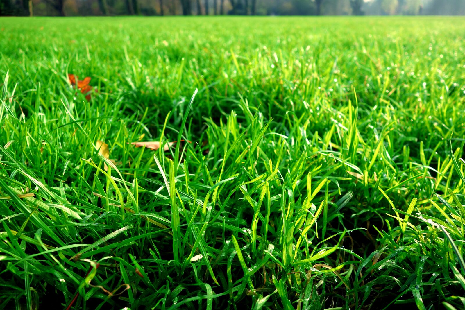 Sony Cyber-shot DSC-RX100 sample photo. Grass, grass blades, lawn photography