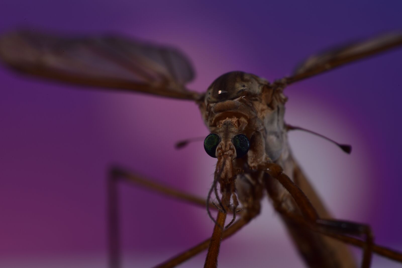 Nikon D750 sample photo. Mosquito, langpootmug, bug photography