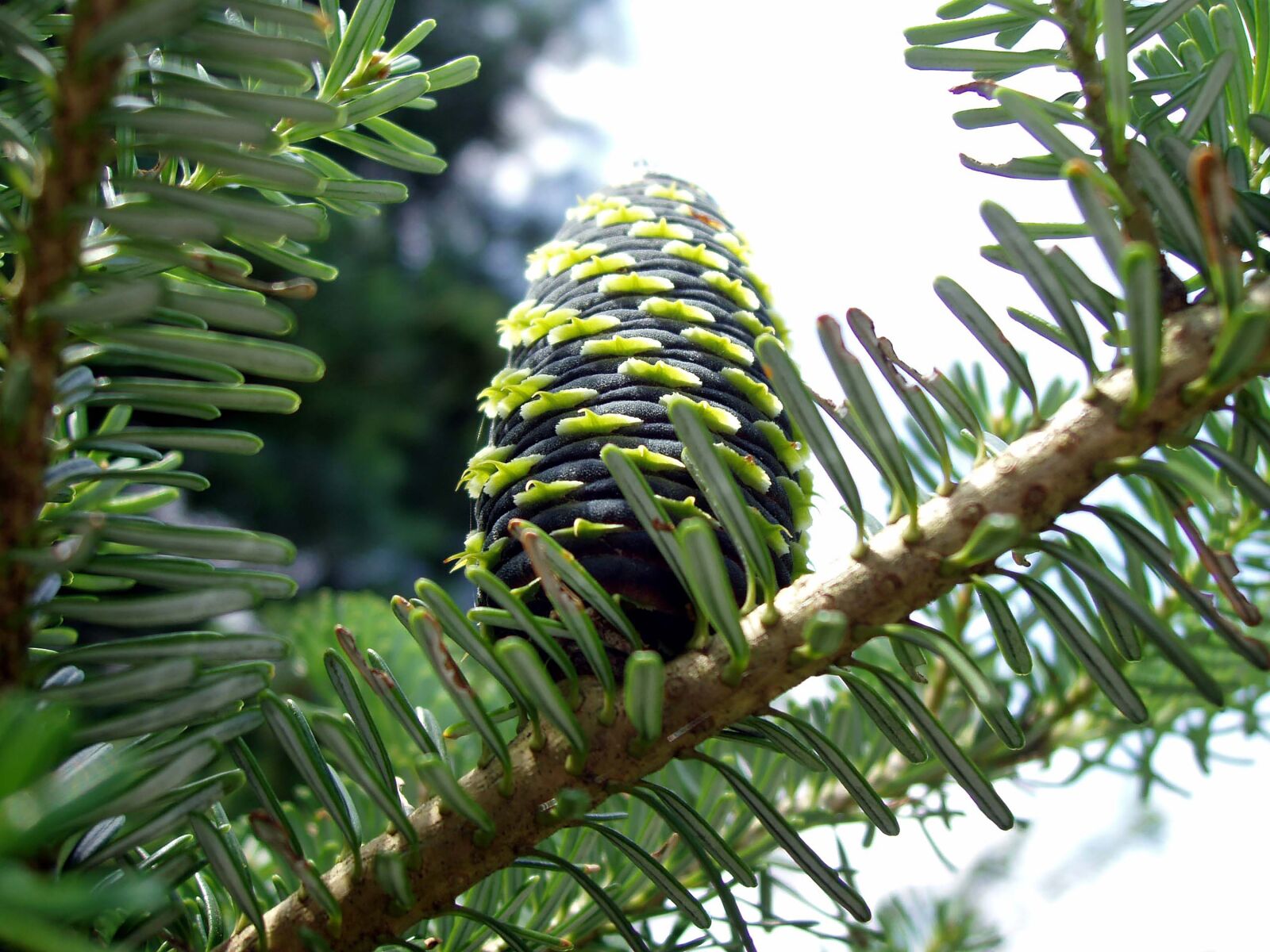 Olympus C-5000Z sample photo. Tap, pine cones, close photography