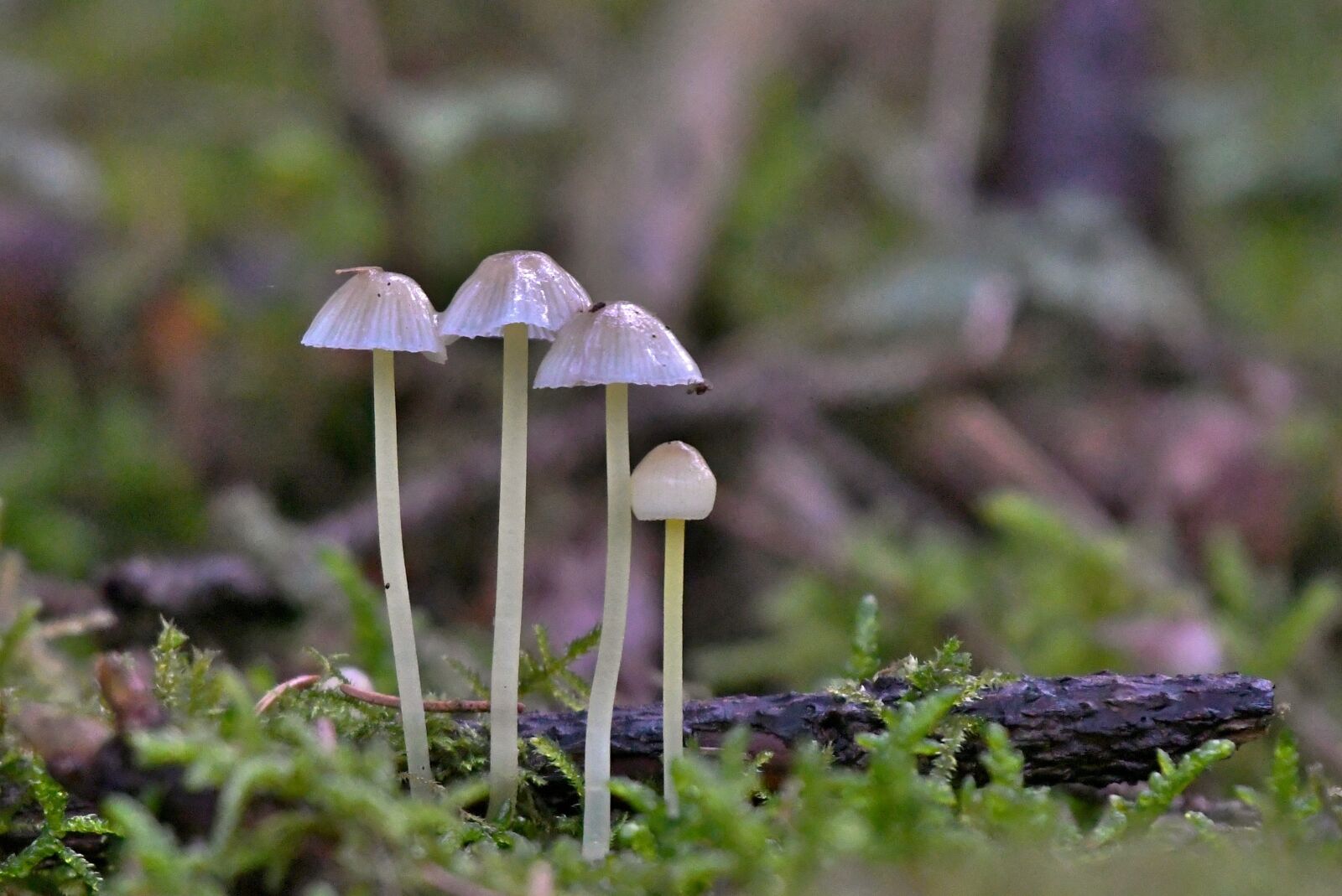Nikon D500 sample photo. Mushrooms, forest, autumn photography