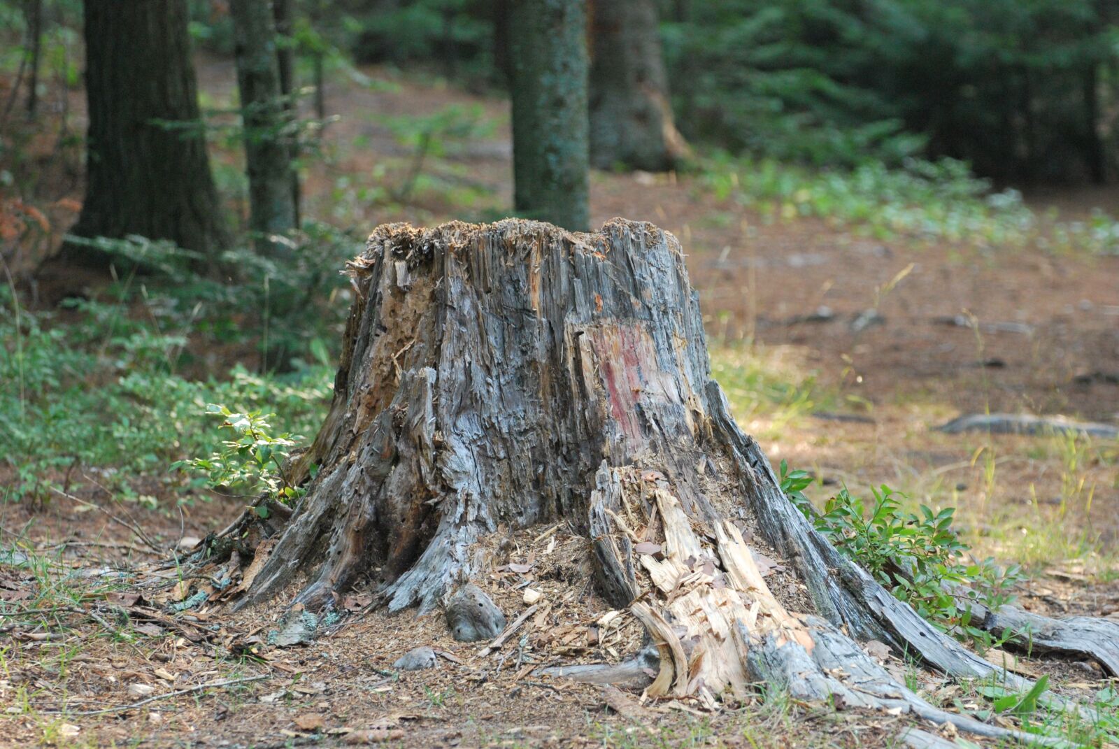 Nikon D60 sample photo. Nature, tree stump, woods photography