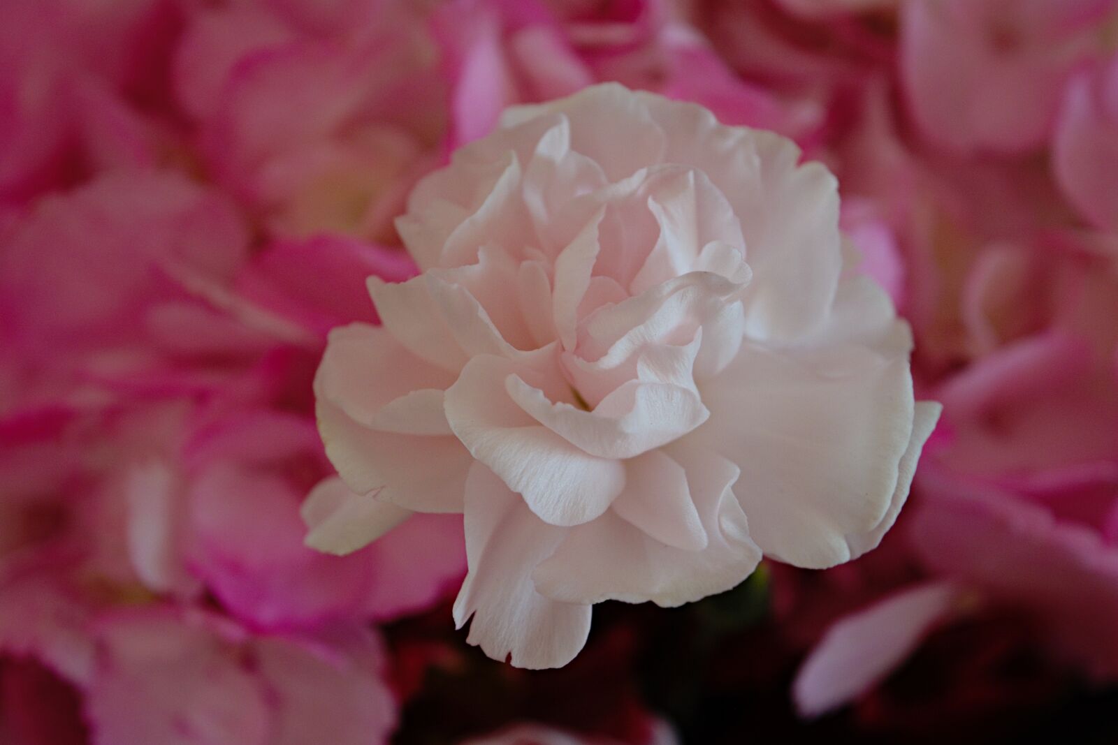Nikon D5200 sample photo. Flower, white, pink photography