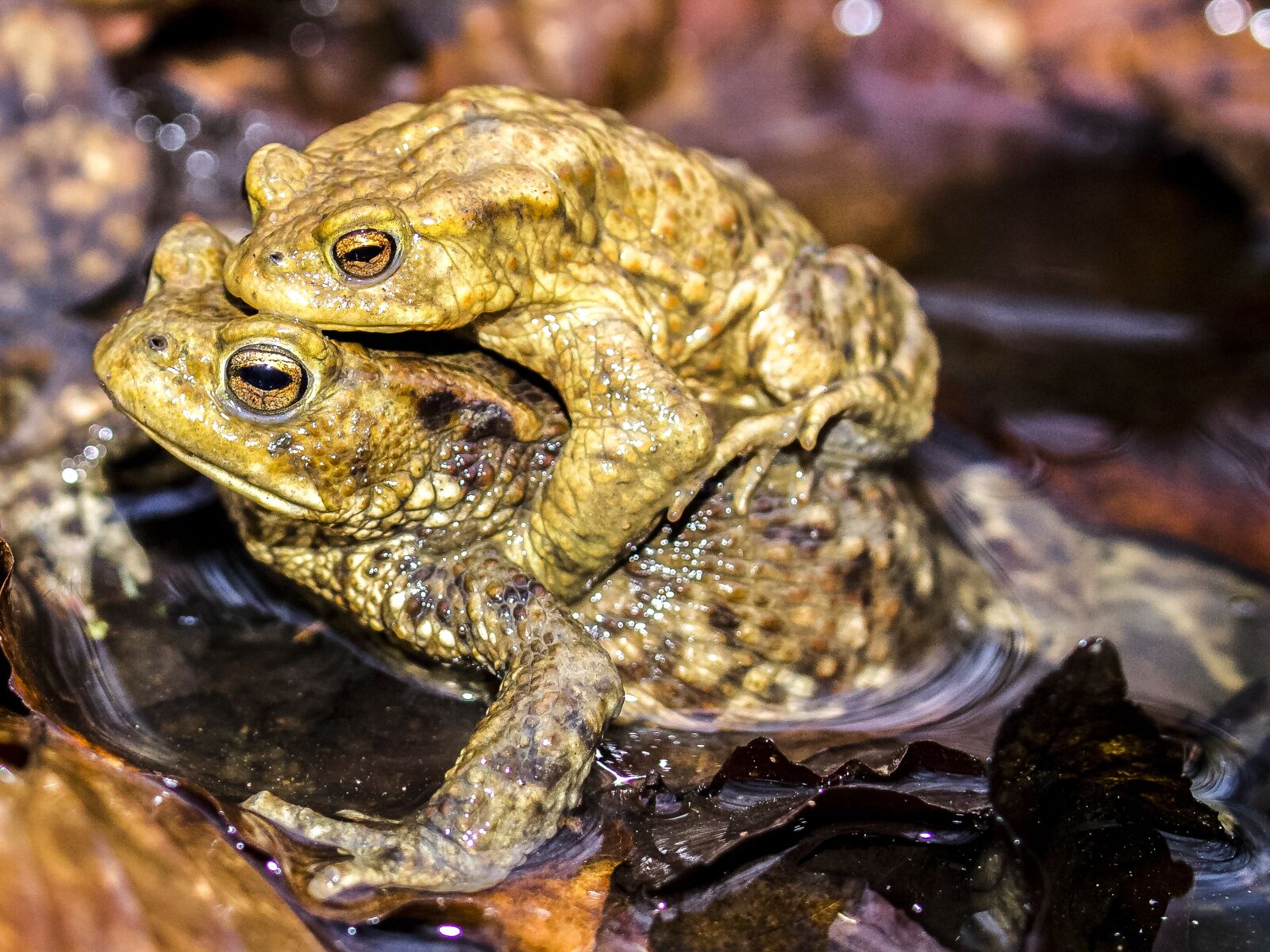 Olympus E-5 sample photo. Common toad, toad, amphibians photography