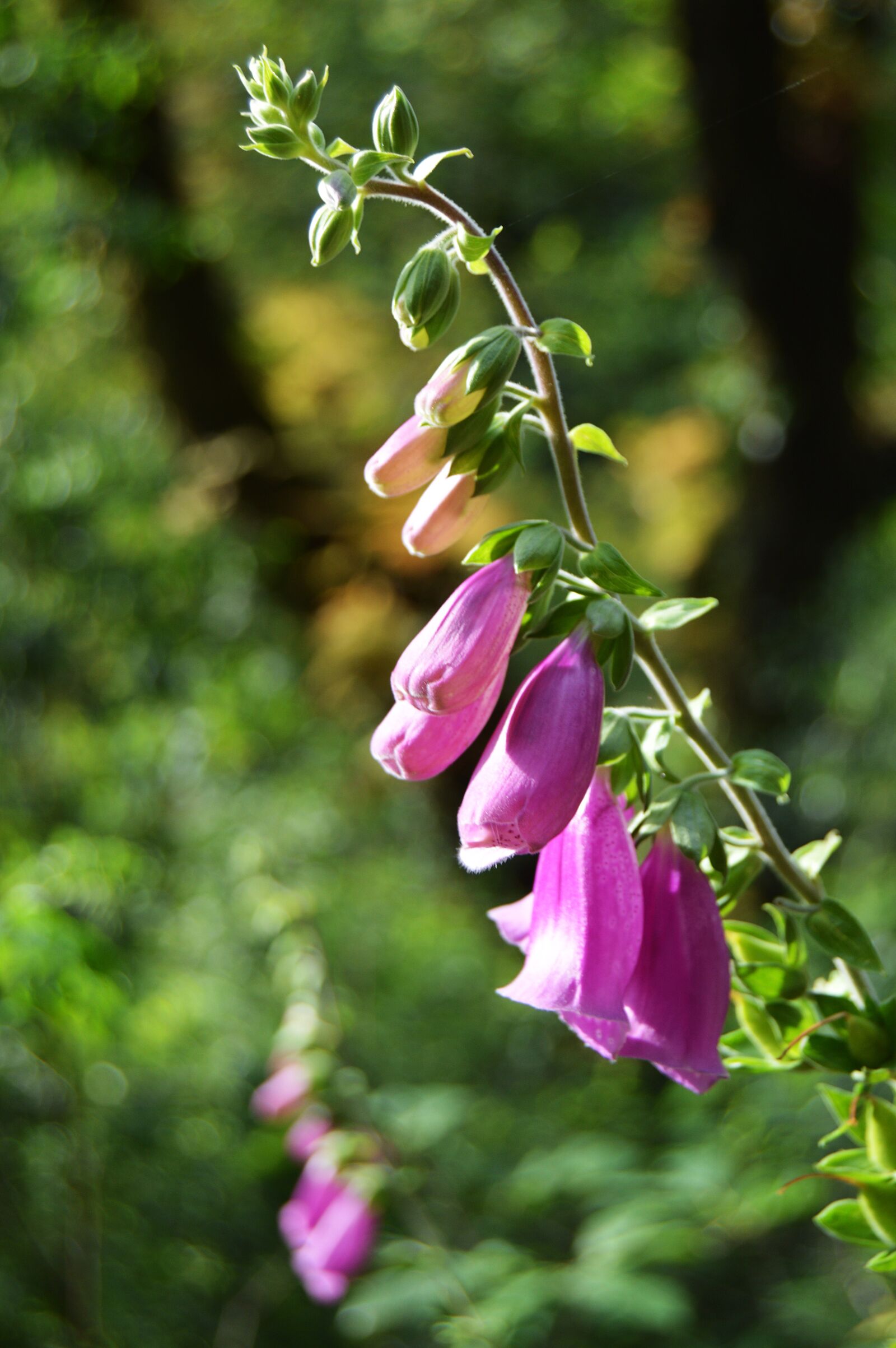 Nikon D3200 sample photo. Flowers, bell, flora photography