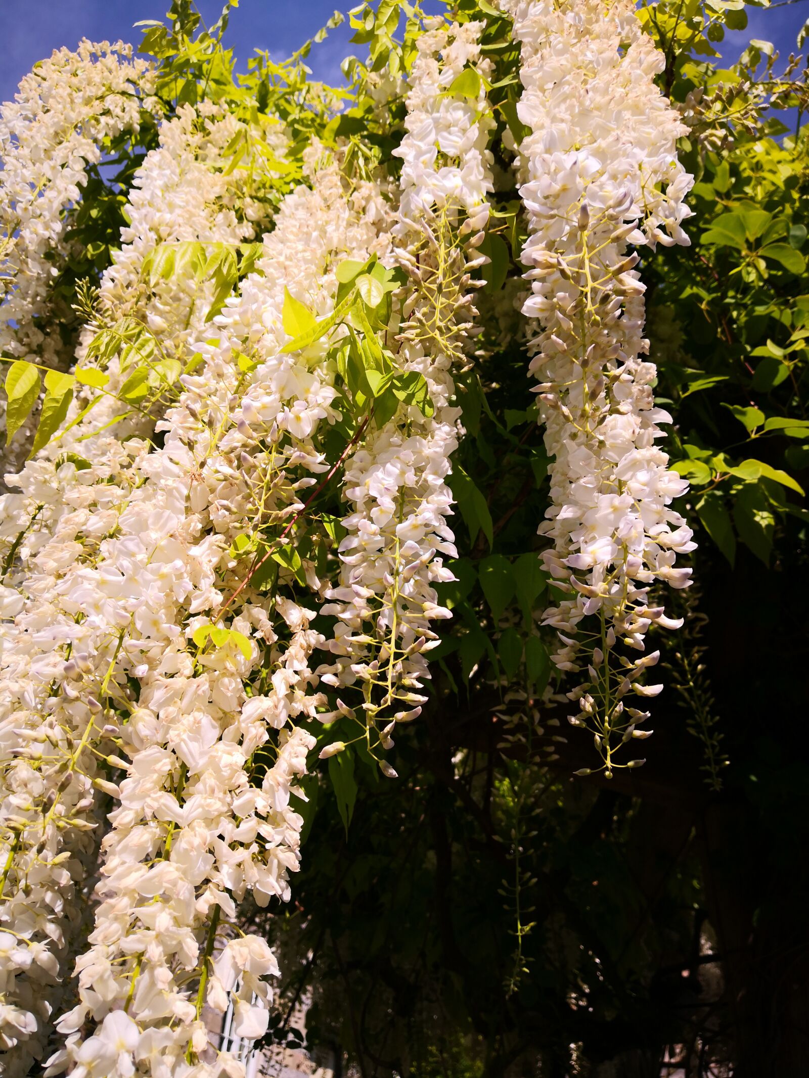 HUAWEI Mate 10 Pro sample photo. White, wisteria, perfume photography